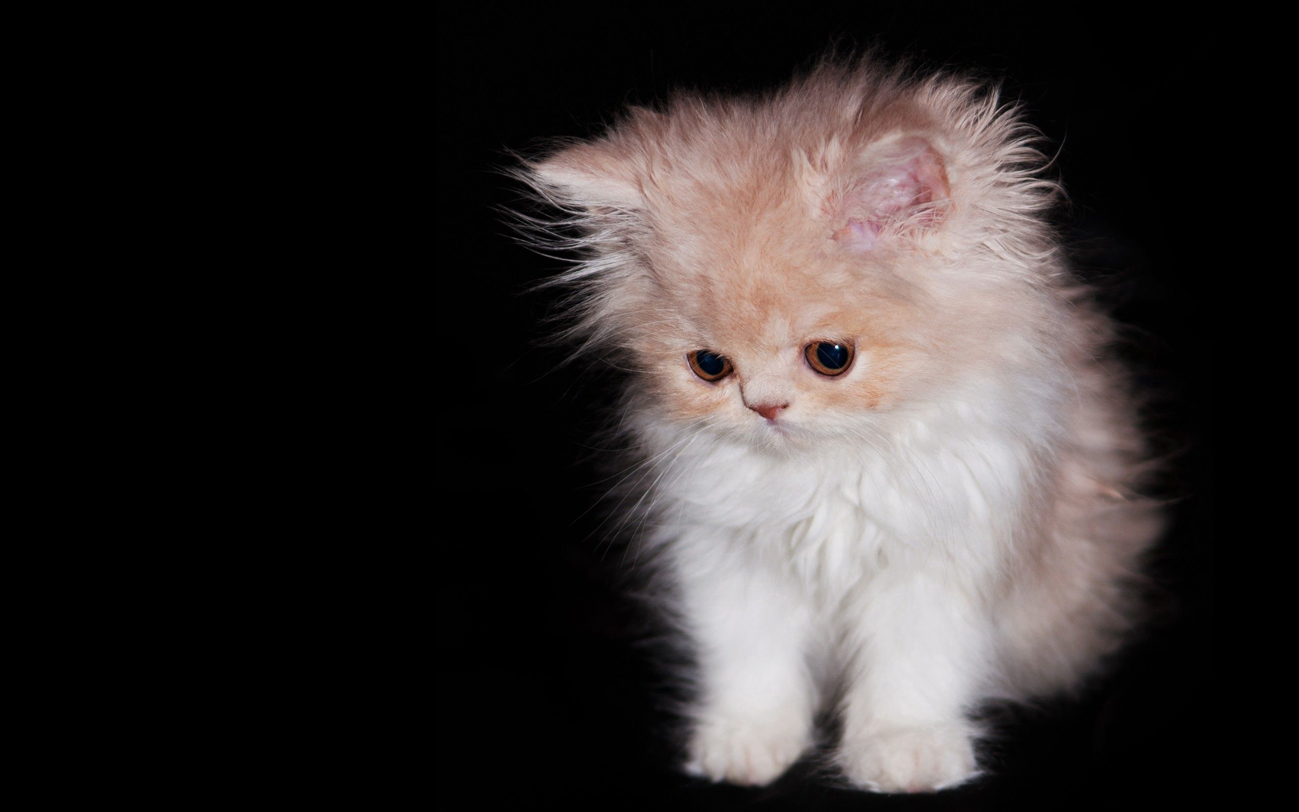 Free download wallpaper Animals, Fluffy, Kitty, Nice, Sweetheart, Curiosity, Kitten on your PC desktop