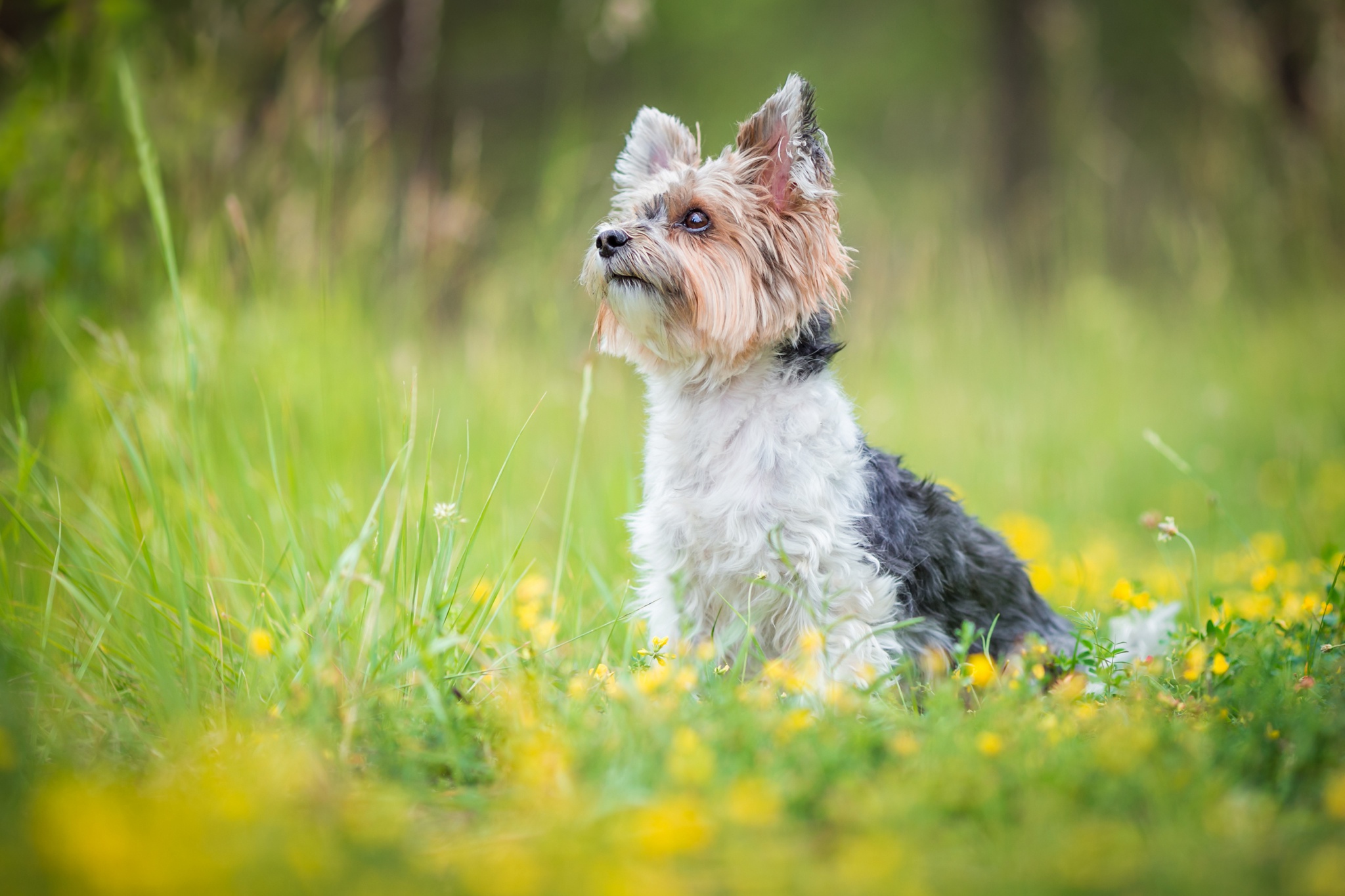 Handy-Wallpaper Tiere, Hunde, Hund, Yorkshire Terrier kostenlos herunterladen.