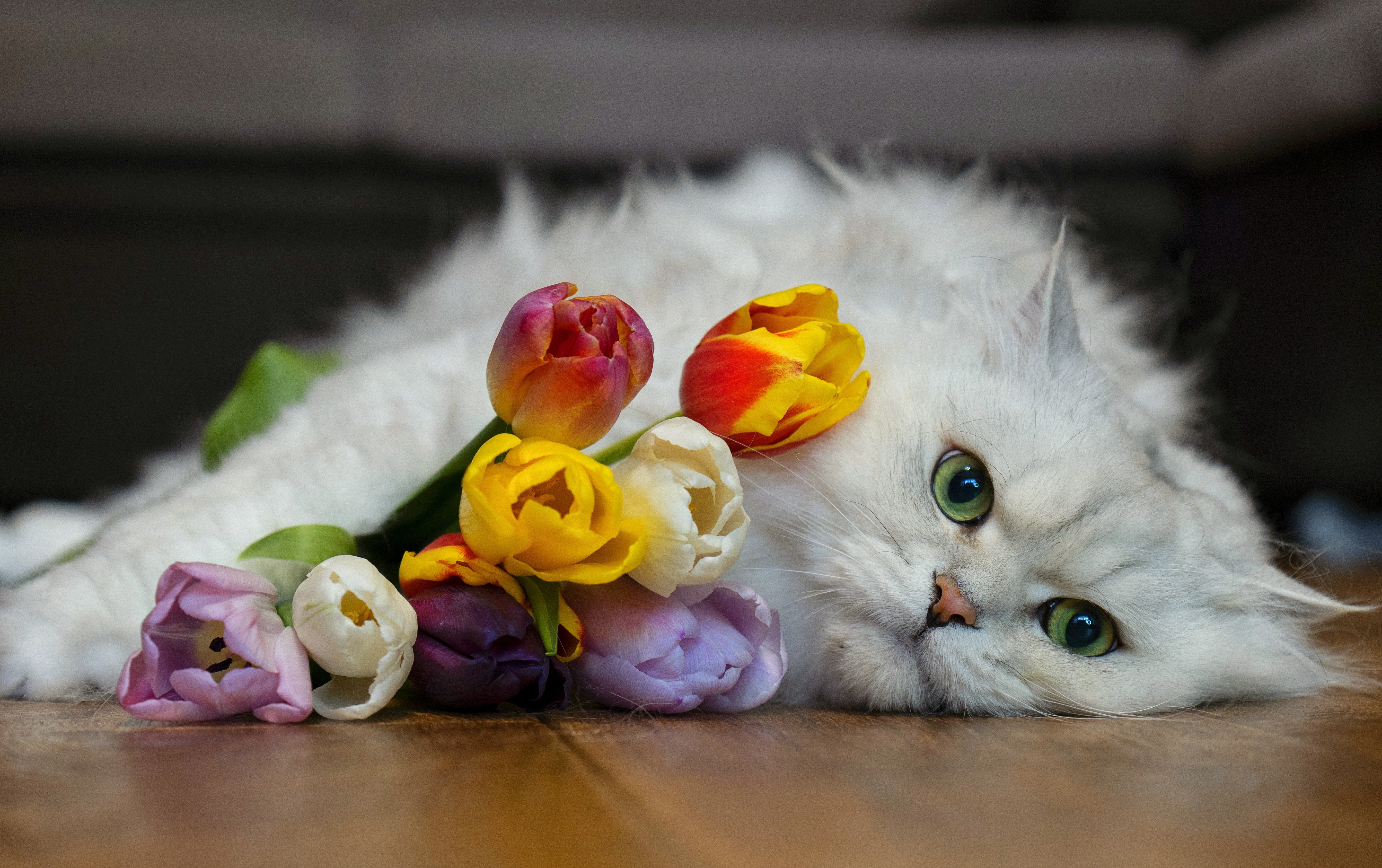 Laden Sie das Tiere, Katzen, Blume, Katze, Tulpe-Bild kostenlos auf Ihren PC-Desktop herunter