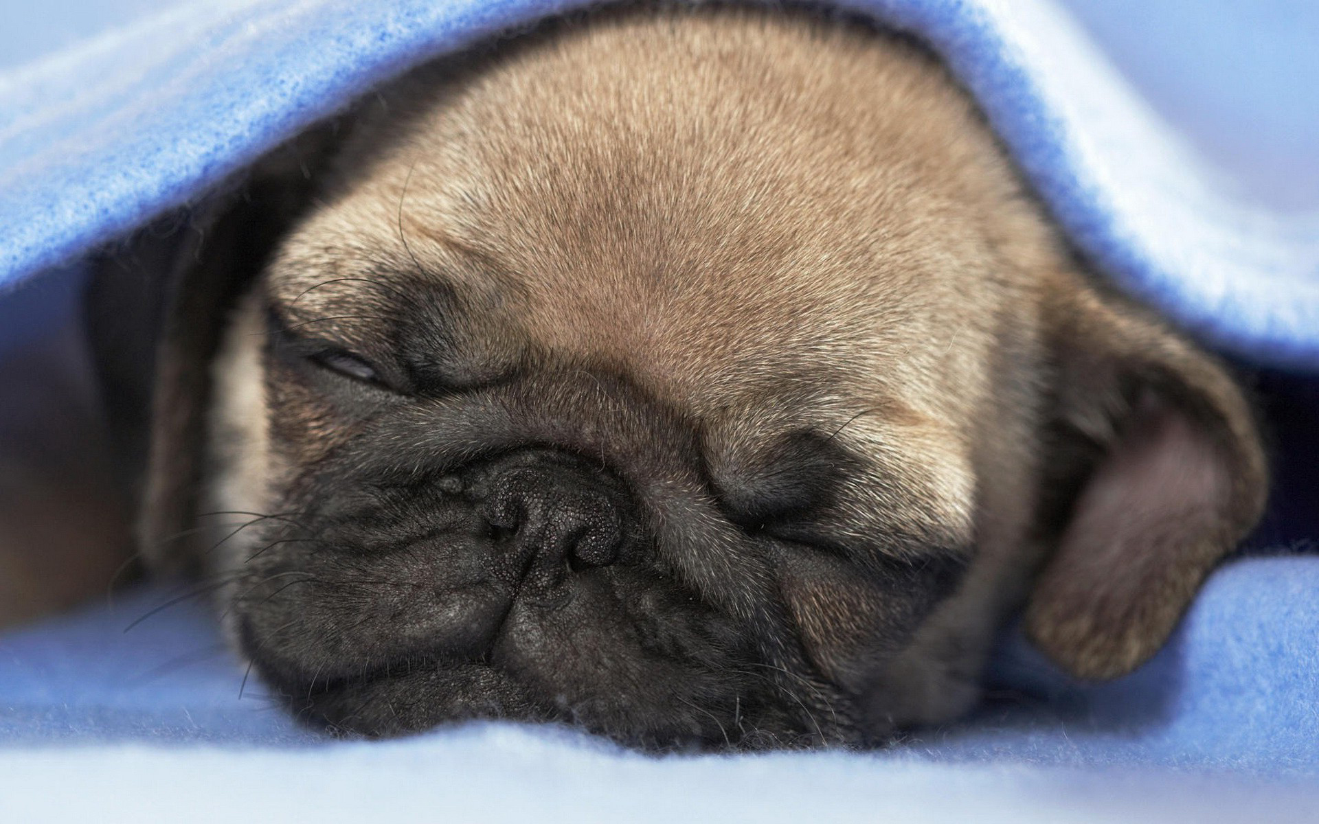 Téléchargez des papiers peints mobile Animaux, Chiens, Chiot gratuitement.