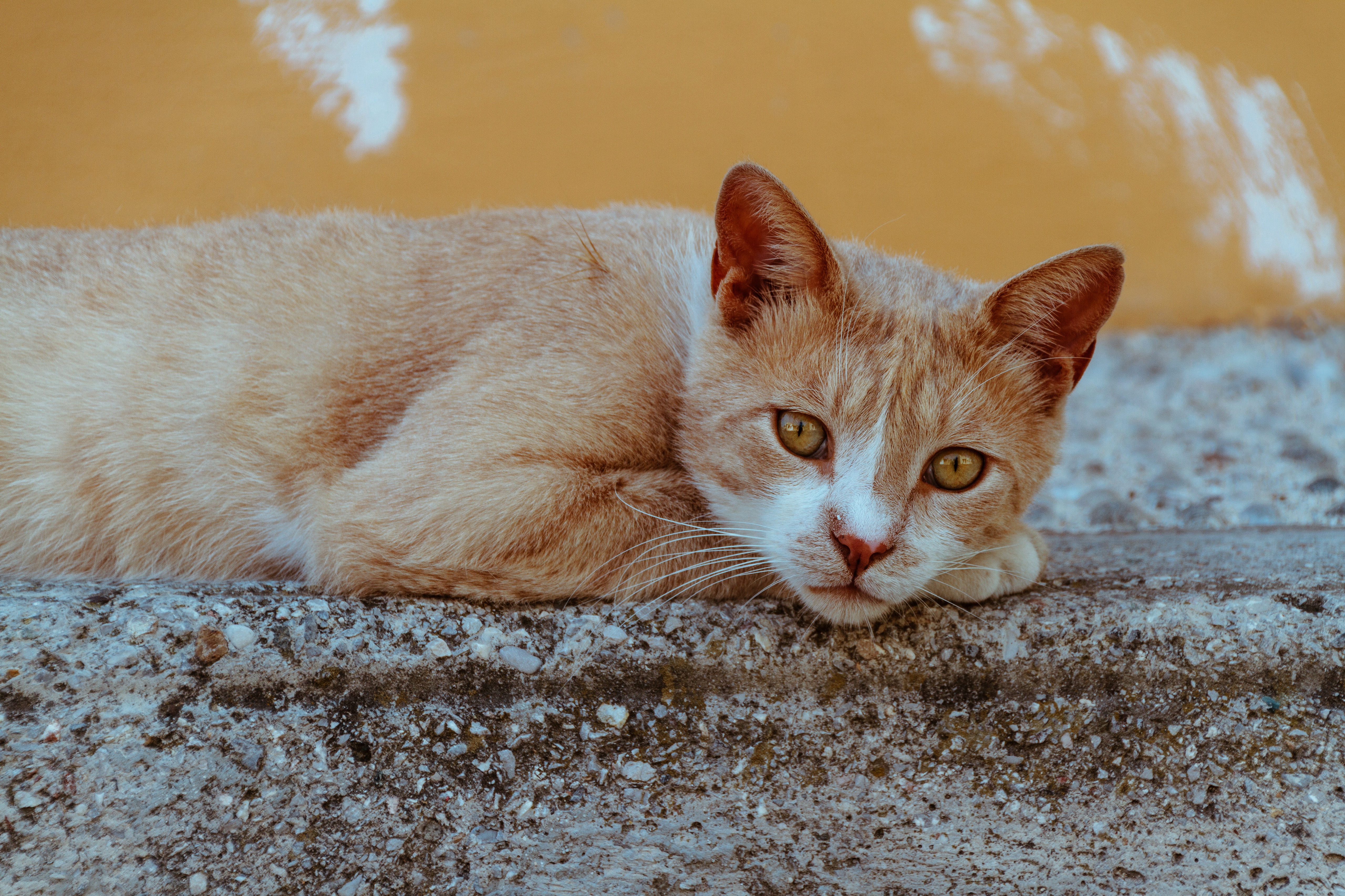 Laden Sie das Tiere, Katzen, Katze-Bild kostenlos auf Ihren PC-Desktop herunter