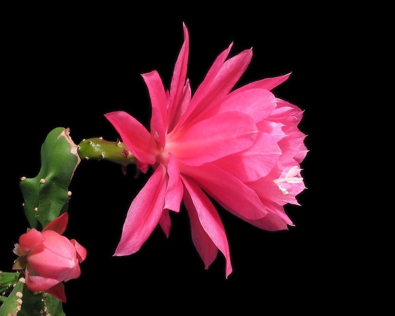 Download mobile wallpaper Profile, Flowers, Cactus, Bloom, Flowering, Background for free.