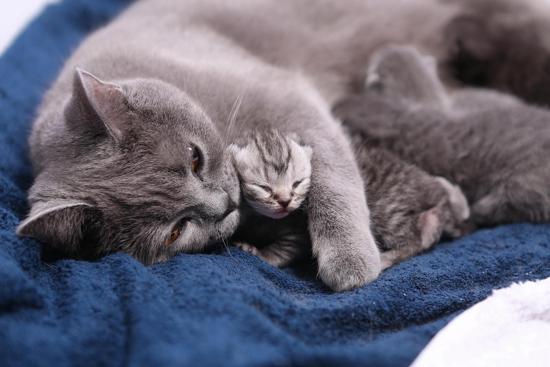 Baixe gratuitamente a imagem Animais, Gatos, Gato, Gatinho, Animal Bebê na área de trabalho do seu PC