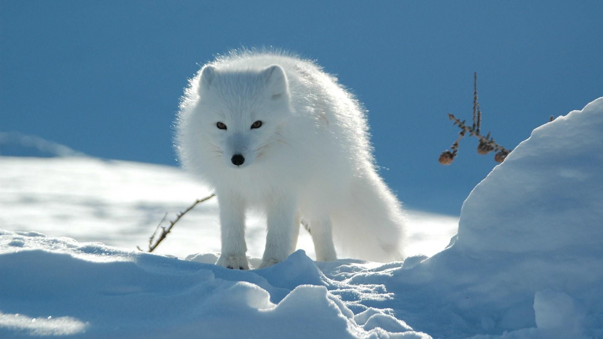 107874壁紙のダウンロード動物, 雪, 散歩, 注意, ホッキョクギツネ, 北極キツネ, 危険, あぶない-スクリーンセーバーと写真を無料で