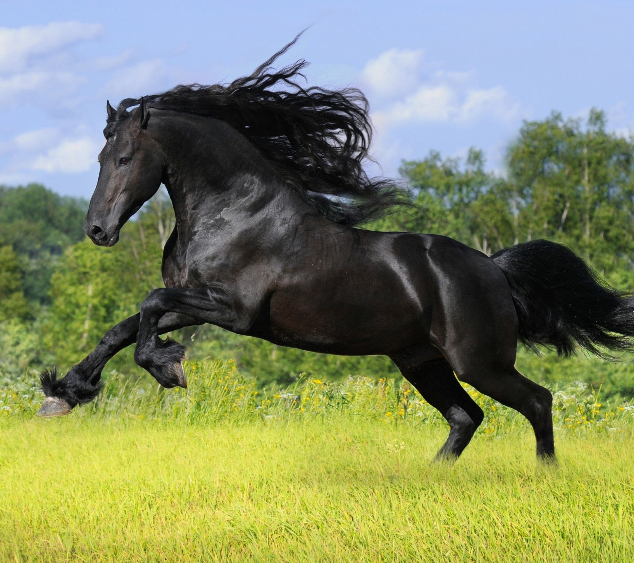 1229559 скачать обои животные, фризская лошадь, бег, лошадь - заставки и картинки бесплатно