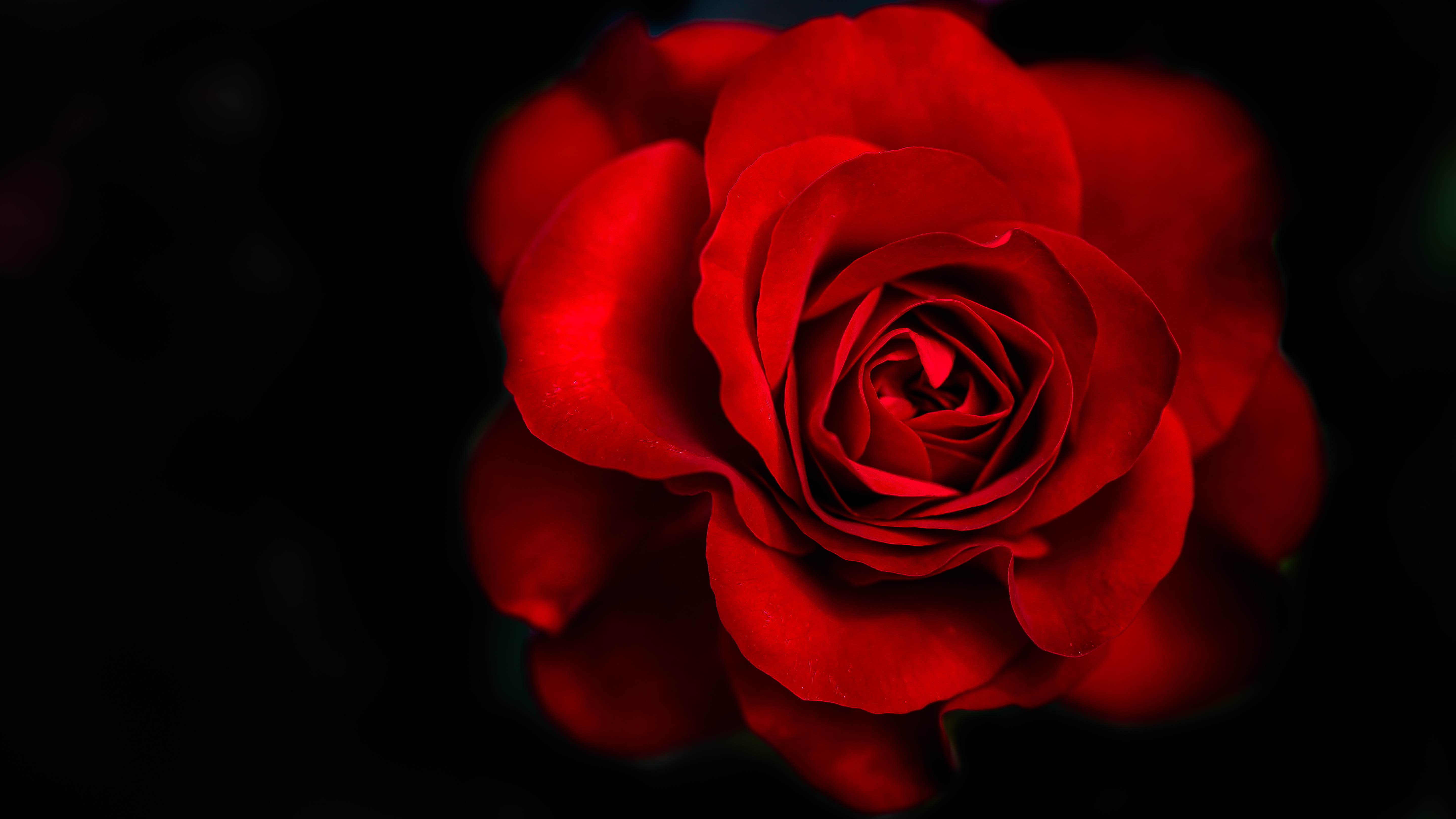 Laden Sie das Blumen, Blume, Rose, Nahansicht, Rote Rose, Rote Blume, Erde/natur-Bild kostenlos auf Ihren PC-Desktop herunter