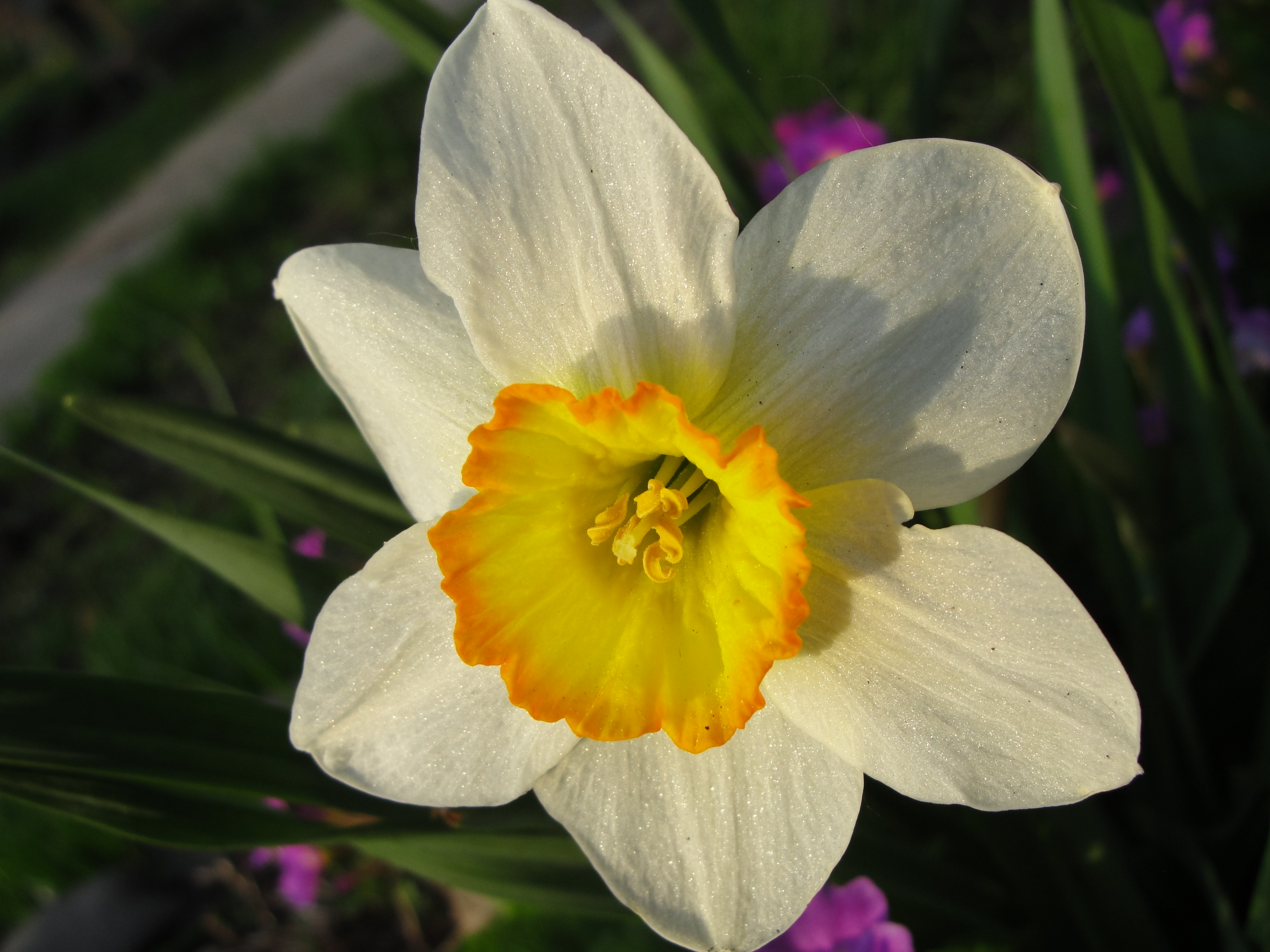 Descarga gratuita de fondo de pantalla para móvil de Narciso, Flores, Flor, Tierra/naturaleza.