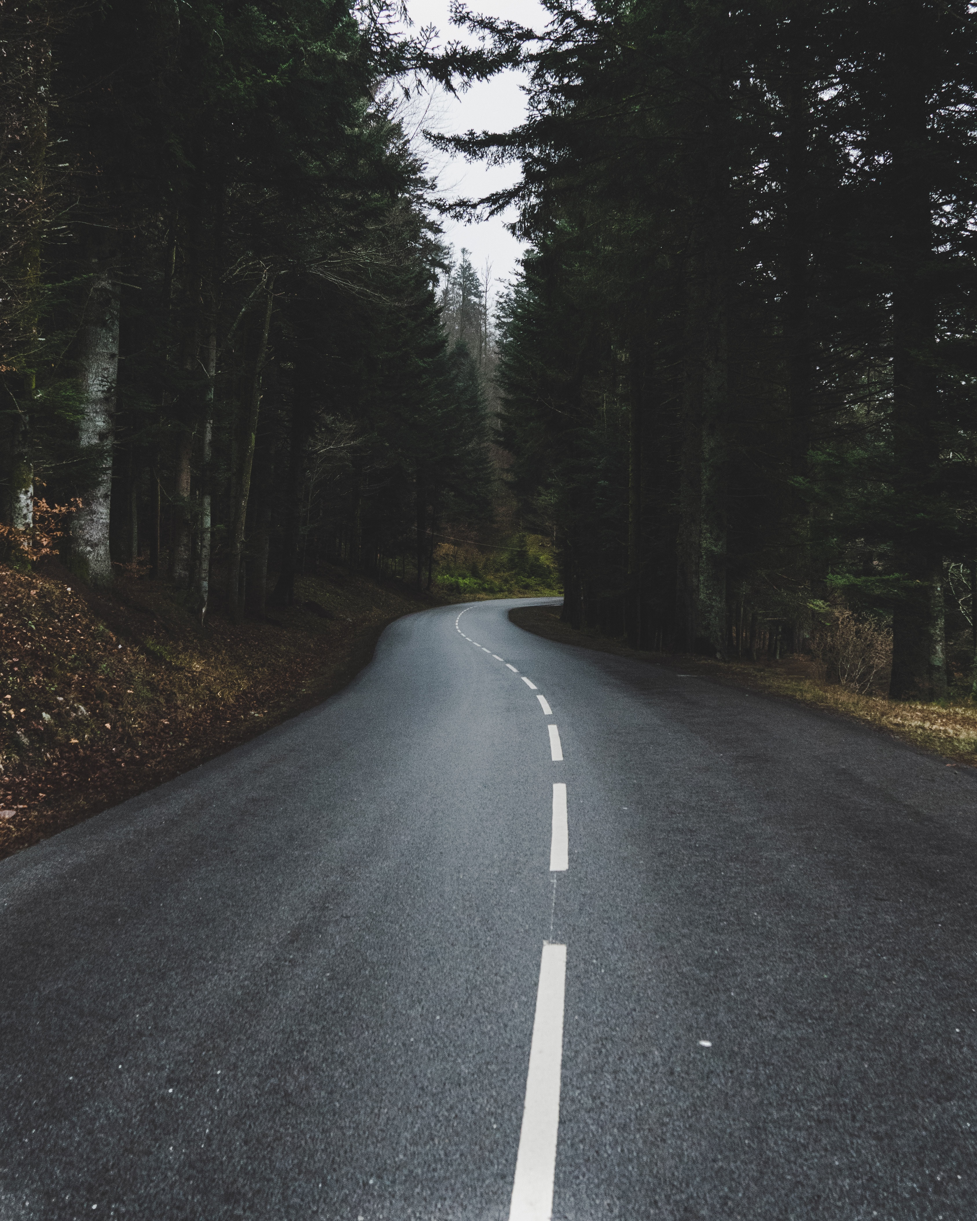 road, nature, trees, turn, forest Full HD