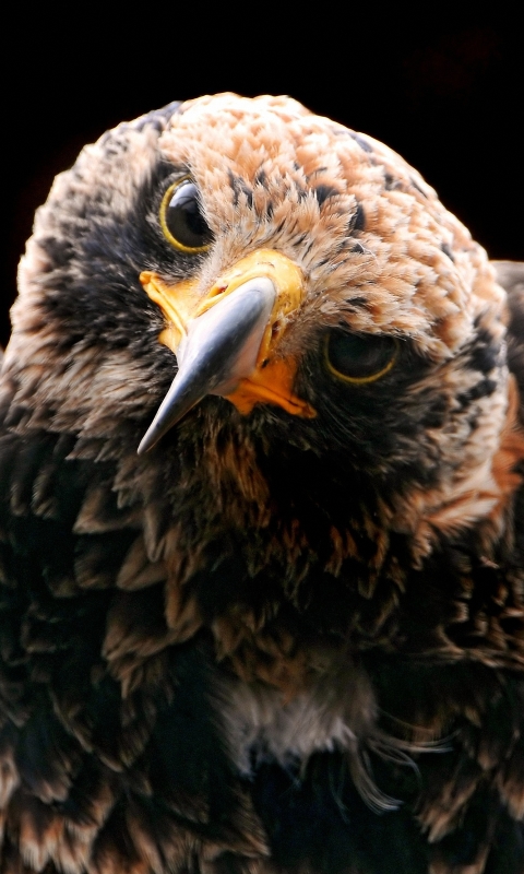 Download mobile wallpaper Birds, Bird, Animal, Eagle for free.