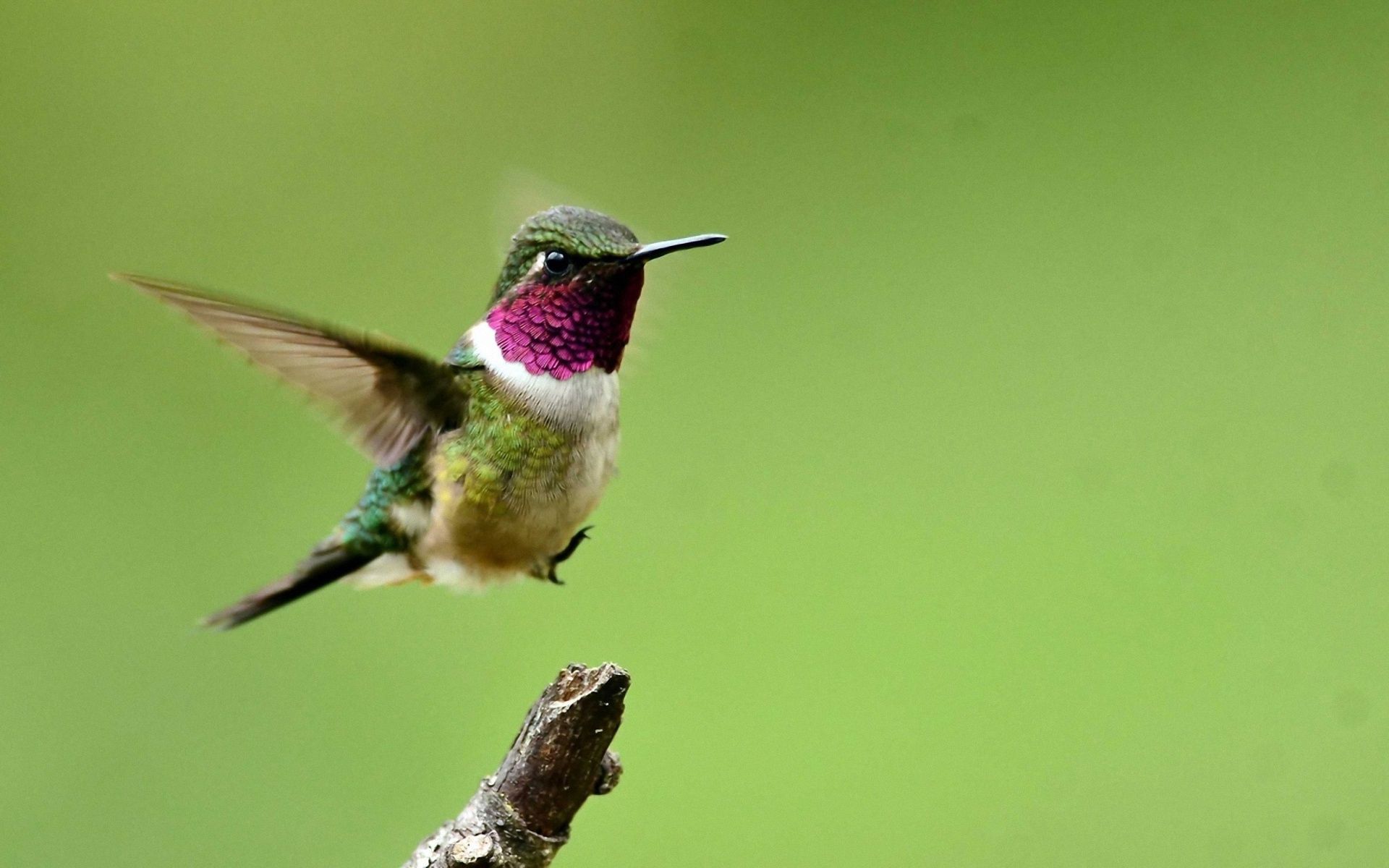 Download mobile wallpaper Animals, Sweep, Branch, Flight, Wave, Bird, Wings, Humming Birds for free.