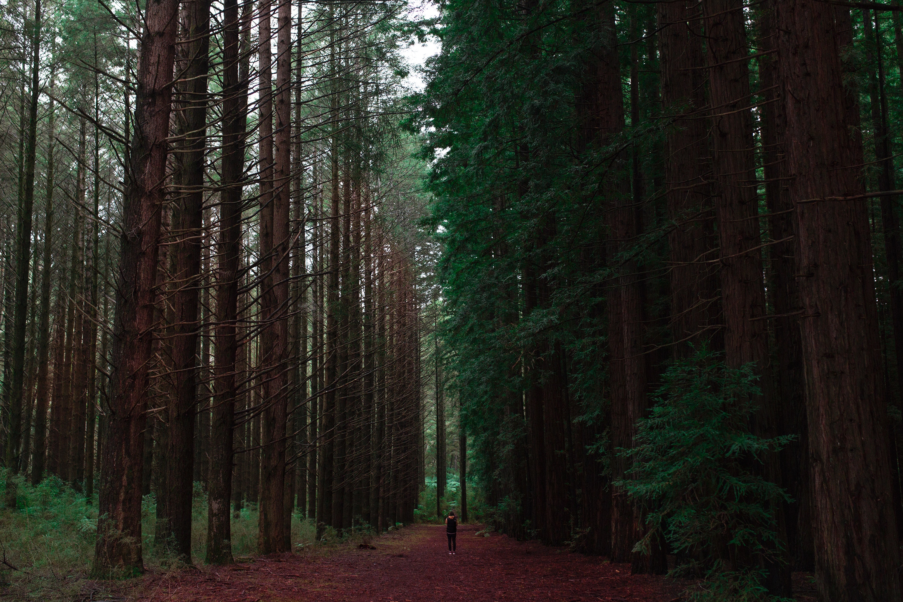 Скачать картинку Природа, Лес, Деревья, Одиночество, Человек в телефон бесплатно.