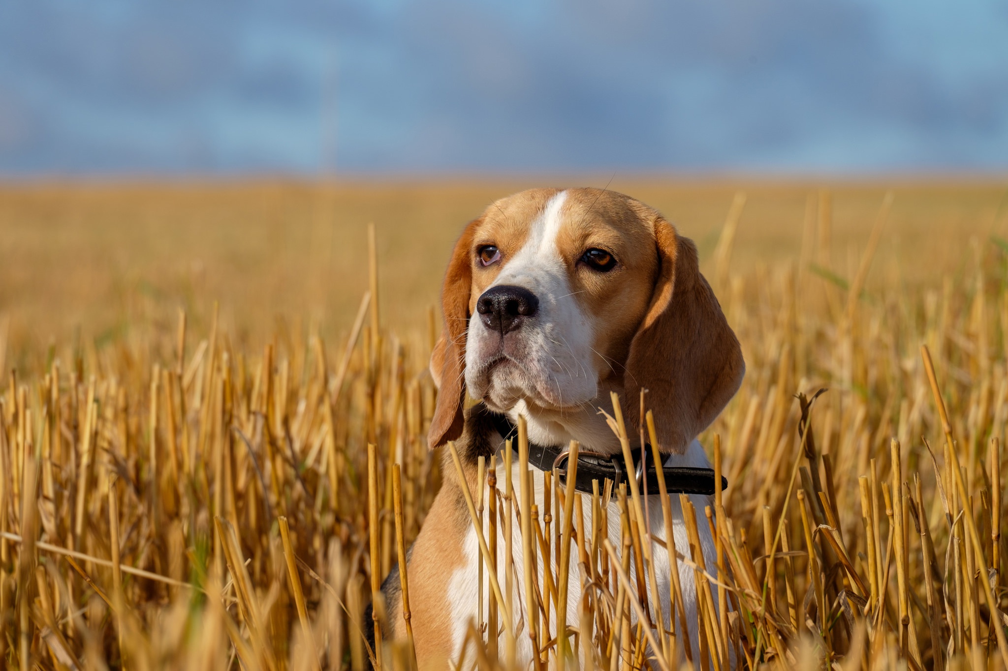 Download mobile wallpaper Dogs, Dog, Animal, Beagle, Depth Of Field for free.