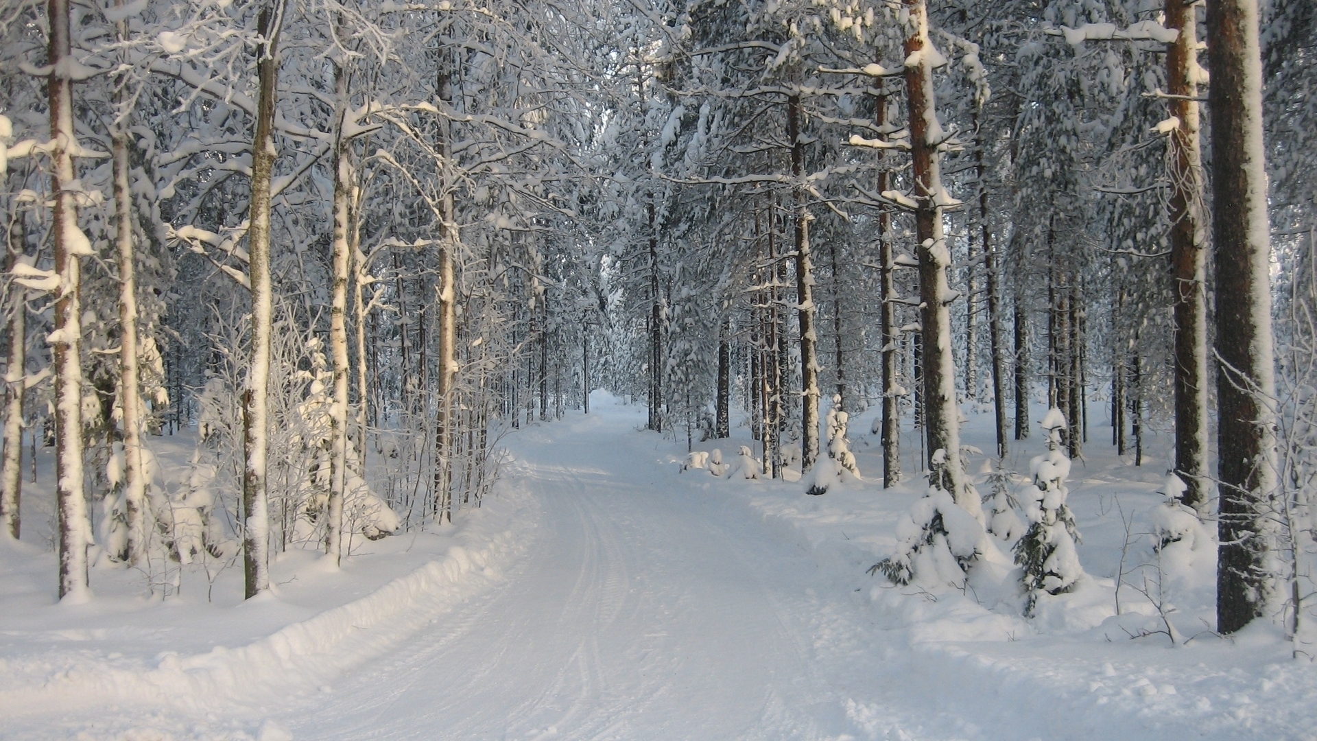 Free download wallpaper Winter, Snow, Forest, Tree, Earth, Path on your PC desktop