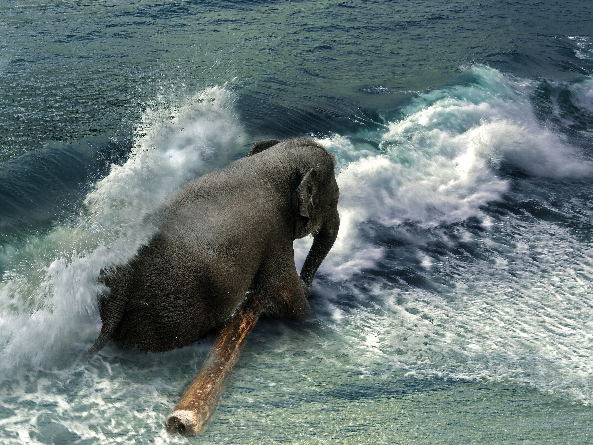 Free download wallpaper Elephants, Animal, Asian Elephant on your PC desktop