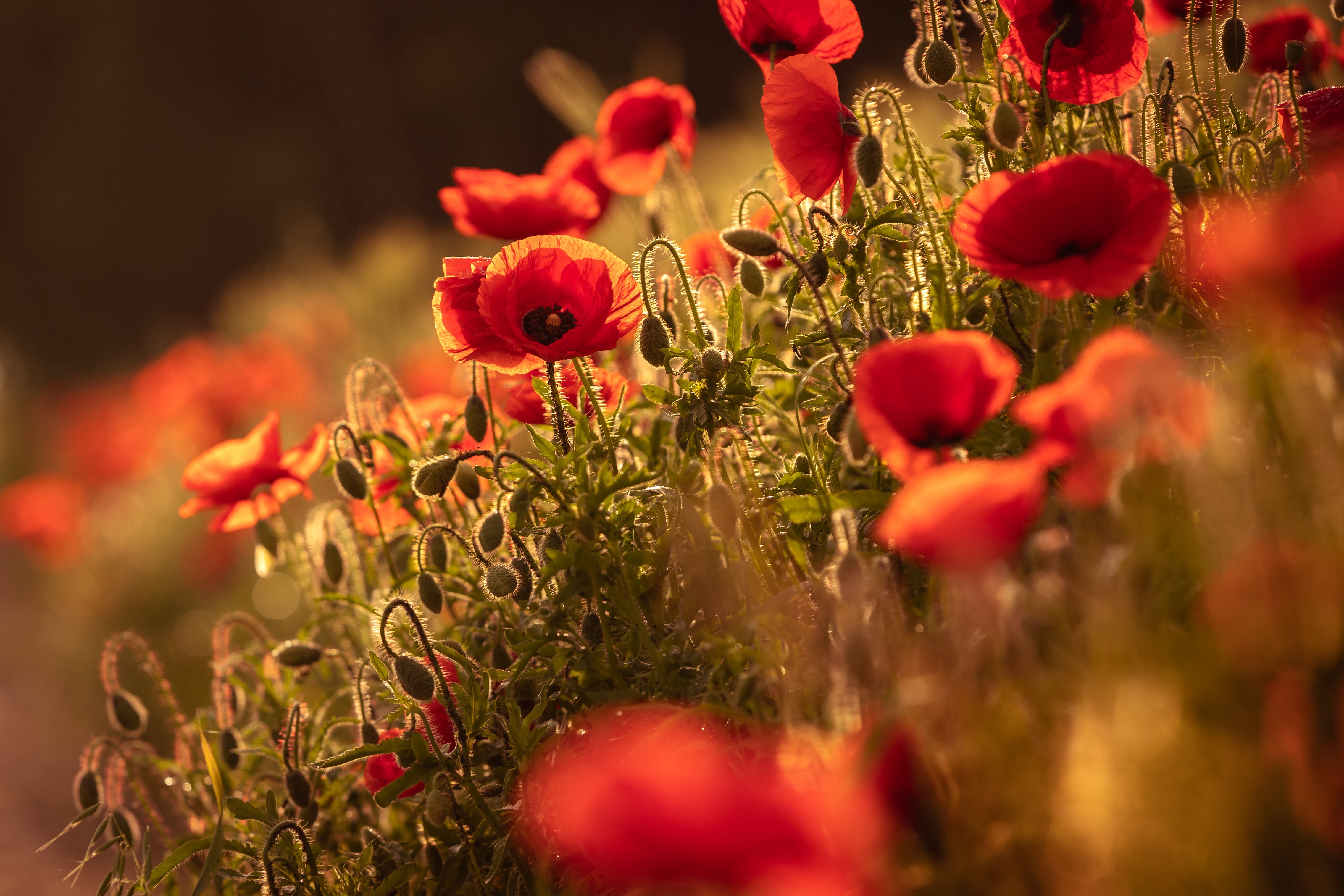 Descarga gratuita de fondo de pantalla para móvil de Naturaleza, Flores, Verano, Flor, Amapola, Flor Roja, Tierra/naturaleza.