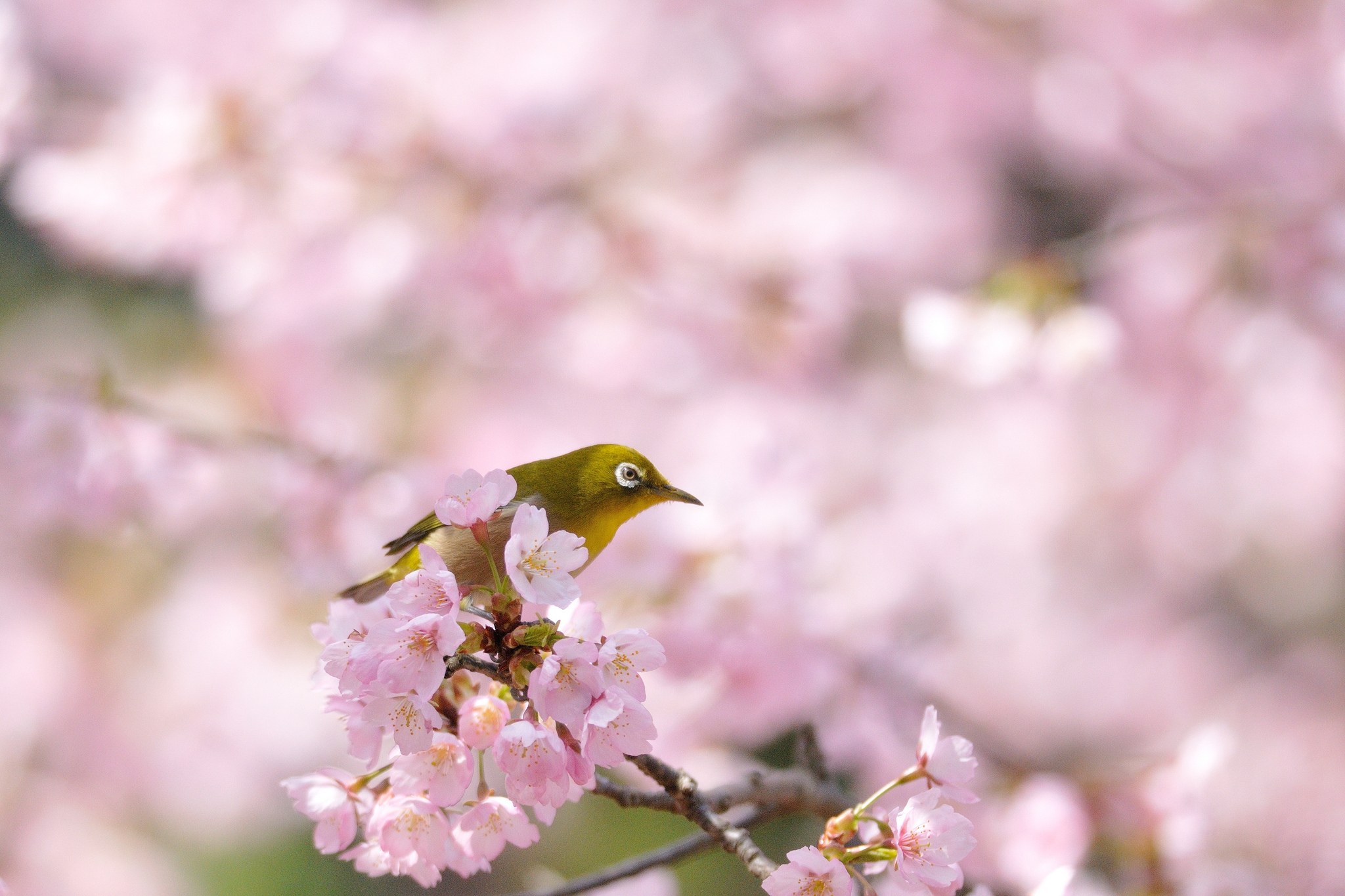 Descarga gratuita de fondo de pantalla para móvil de Animales, Aves, Ave.