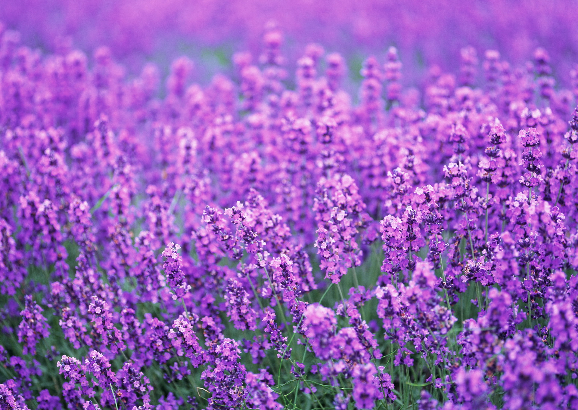 Téléchargez gratuitement l'image Fleurs, Fleur, Terre/nature sur le bureau de votre PC