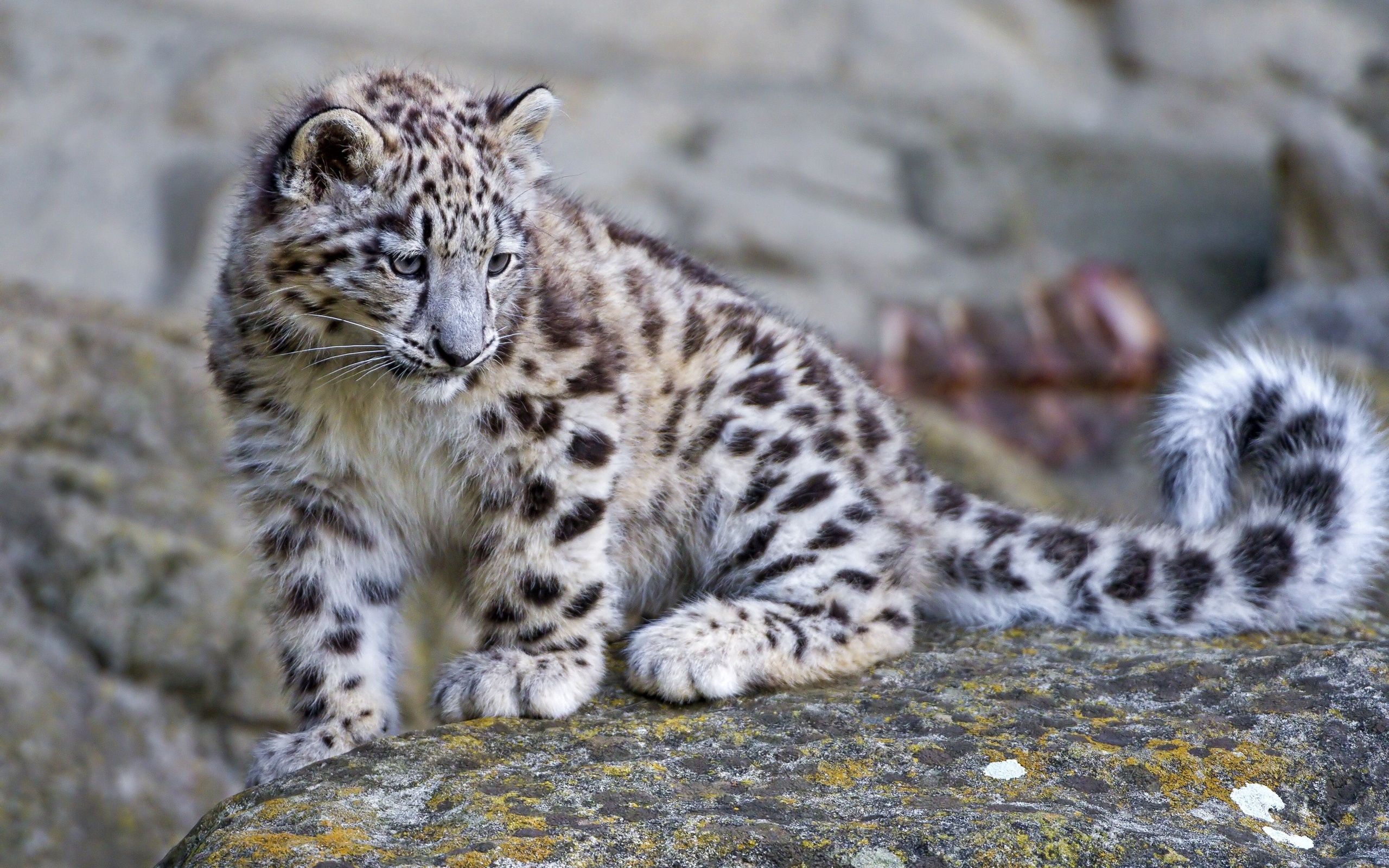 156329 Hintergrundbild herunterladen tiere, leopard, raubtier, predator, große katze, big cat, stein, ein stein - Bildschirmschoner und Bilder kostenlos
