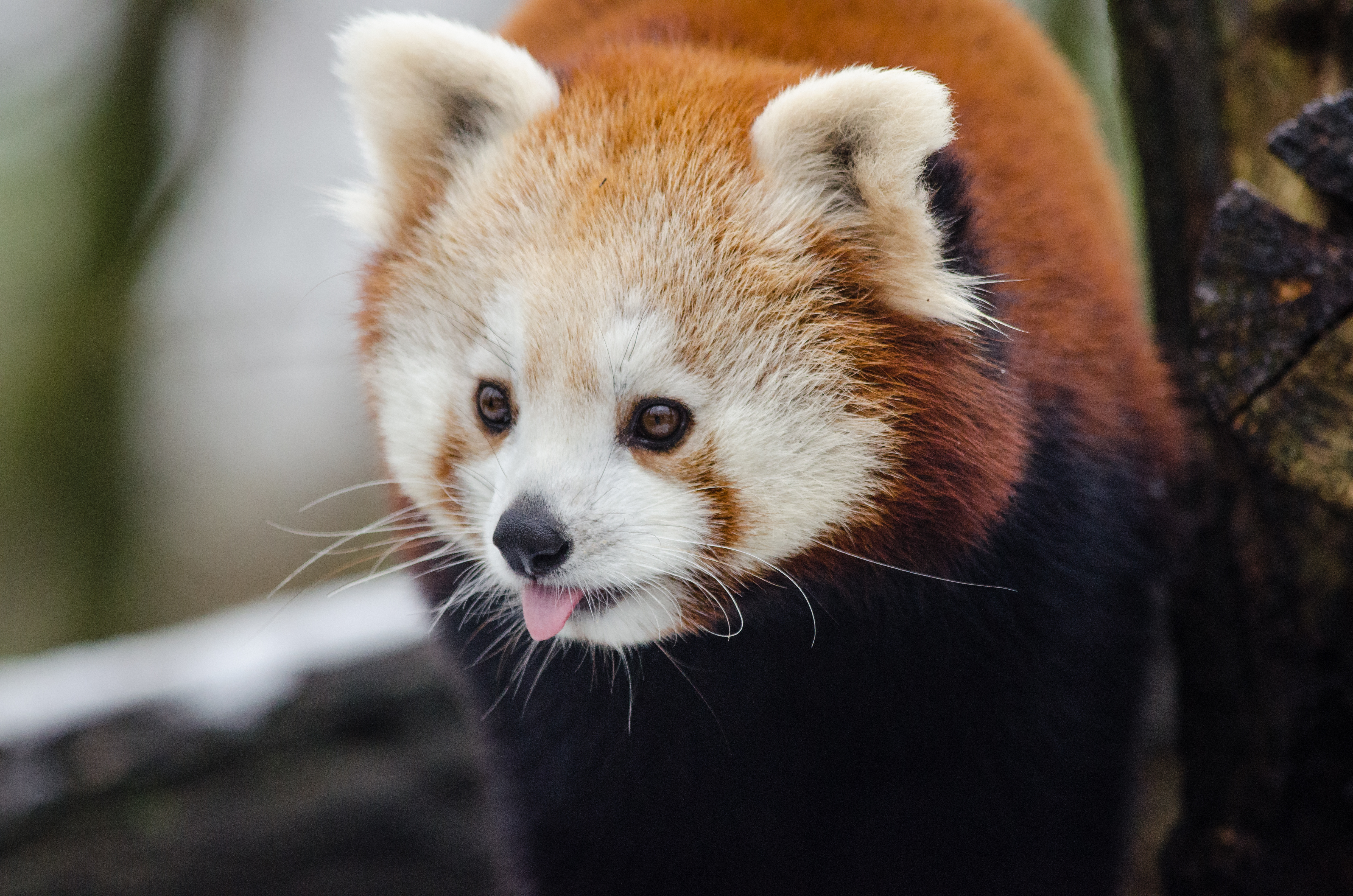 59536 скачать картинку малая панда, животные, высунутый язык, огненная панда - обои и заставки бесплатно