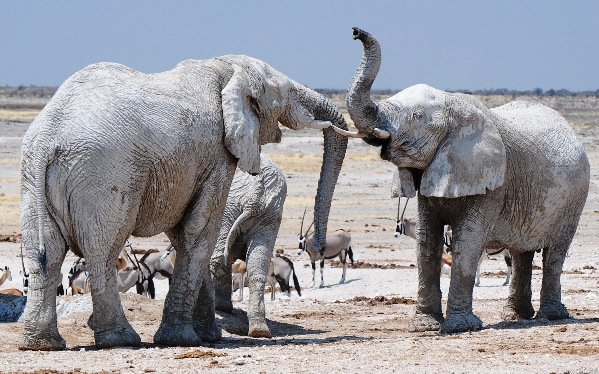 Baixe gratuitamente a imagem Elefante Da Savana, Elefantes, Animais na área de trabalho do seu PC