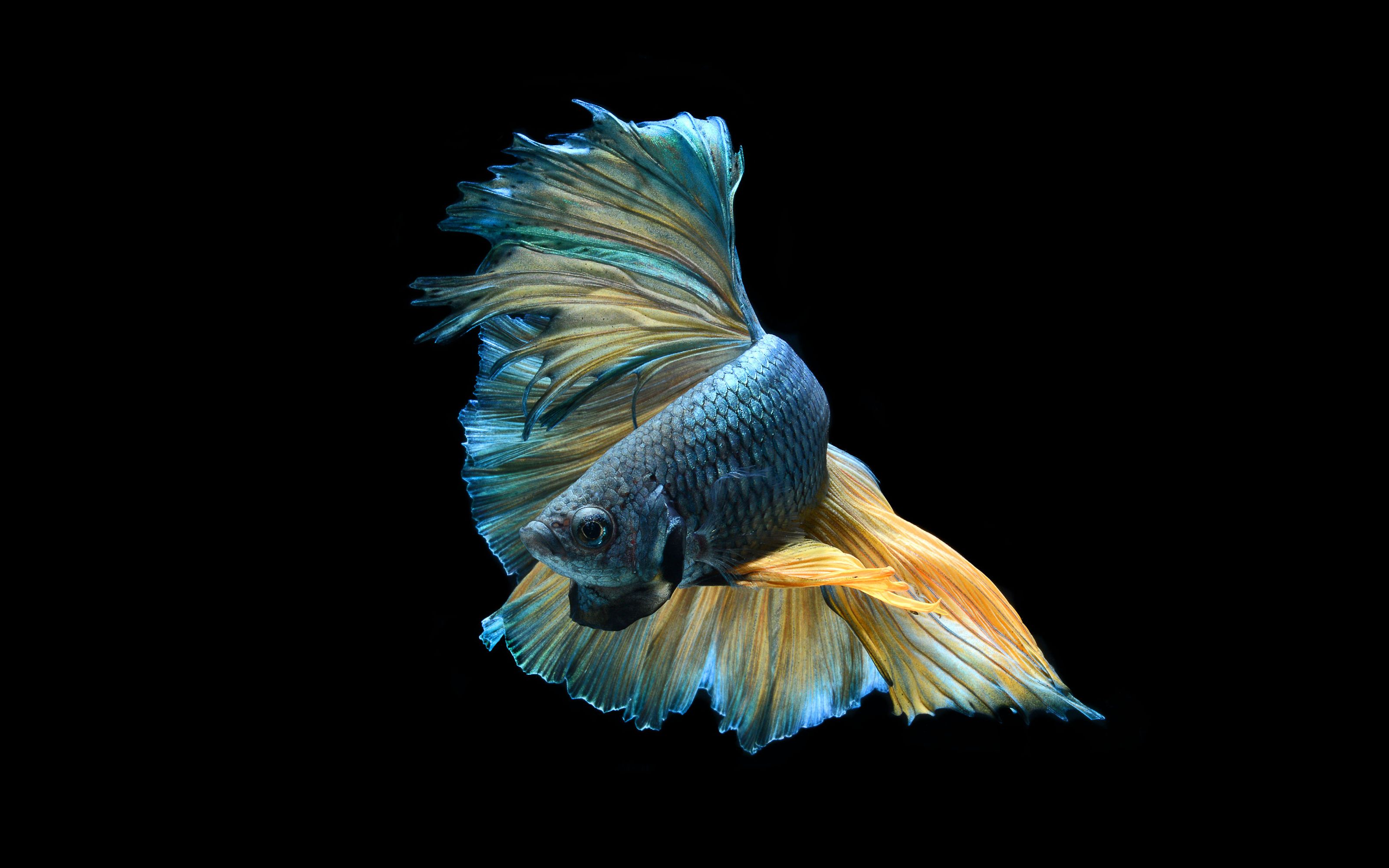 Laden Sie Siamesischer Kampffisch HD-Desktop-Hintergründe herunter