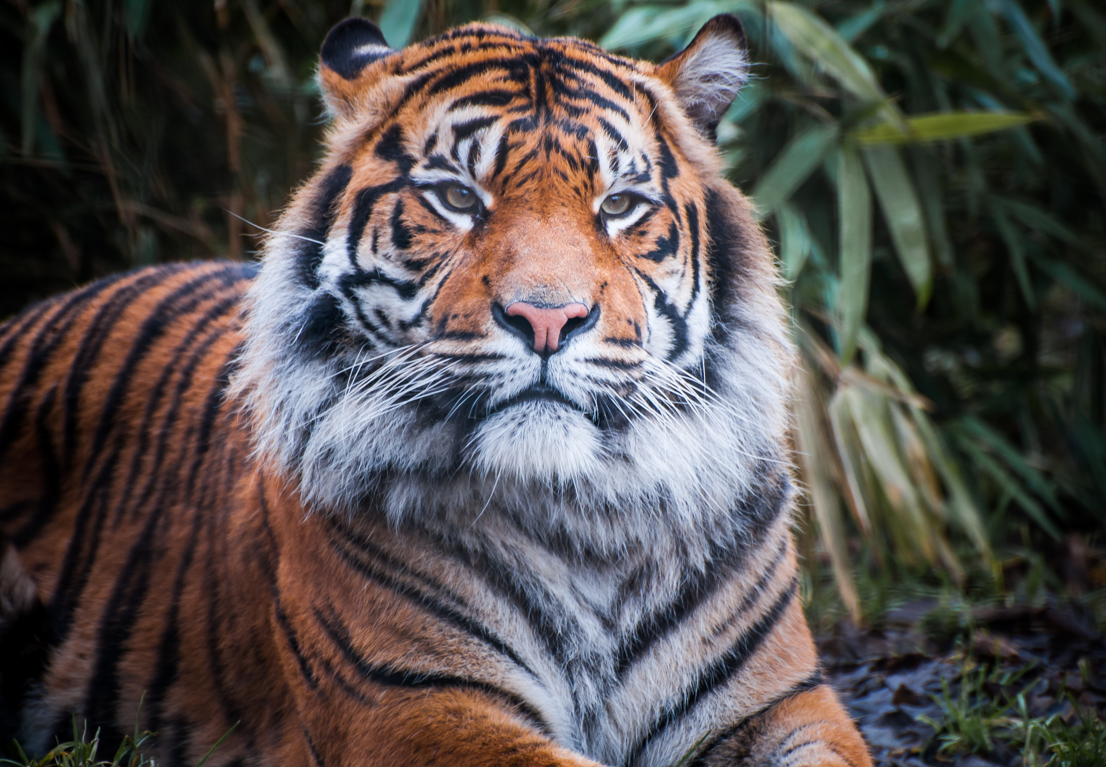 Téléchargez des papiers peints mobile Animaux, Chats, Tigre gratuitement.