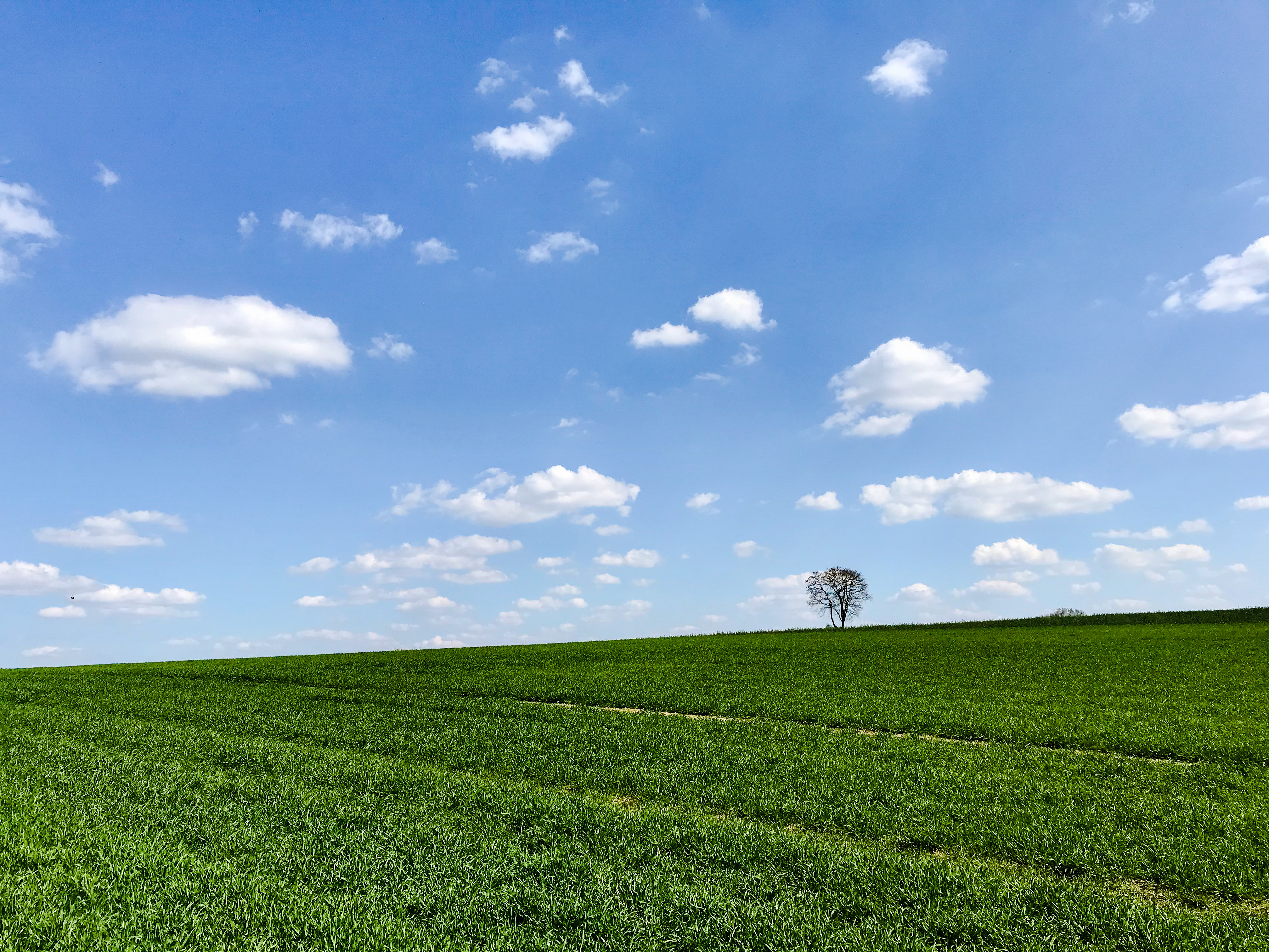 Download mobile wallpaper Slope, Grass, Wood, Tree, Sky, Horizon, Nature for free.