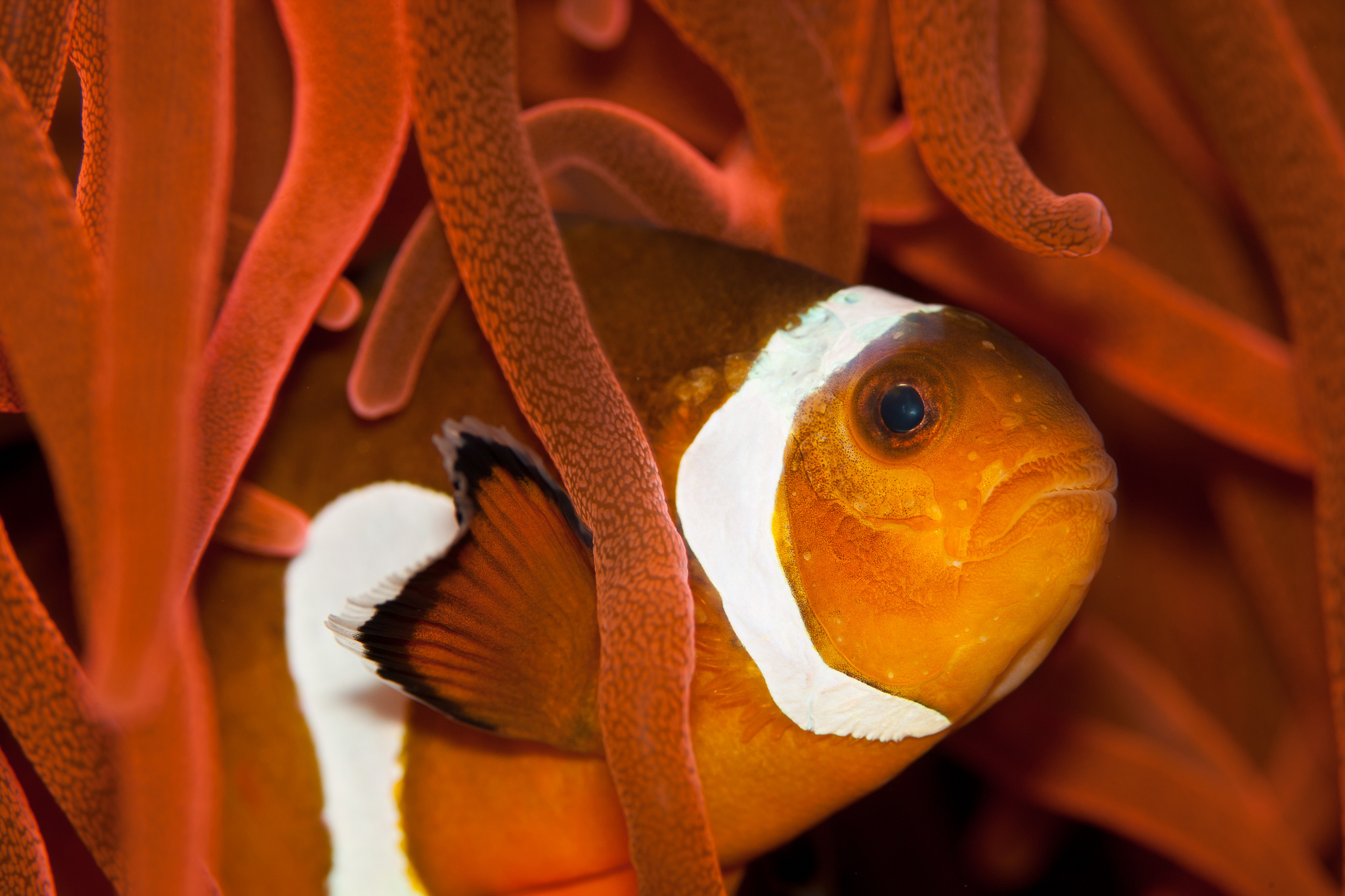 Laden Sie das Tiere, Fische, Clownfisch-Bild kostenlos auf Ihren PC-Desktop herunter