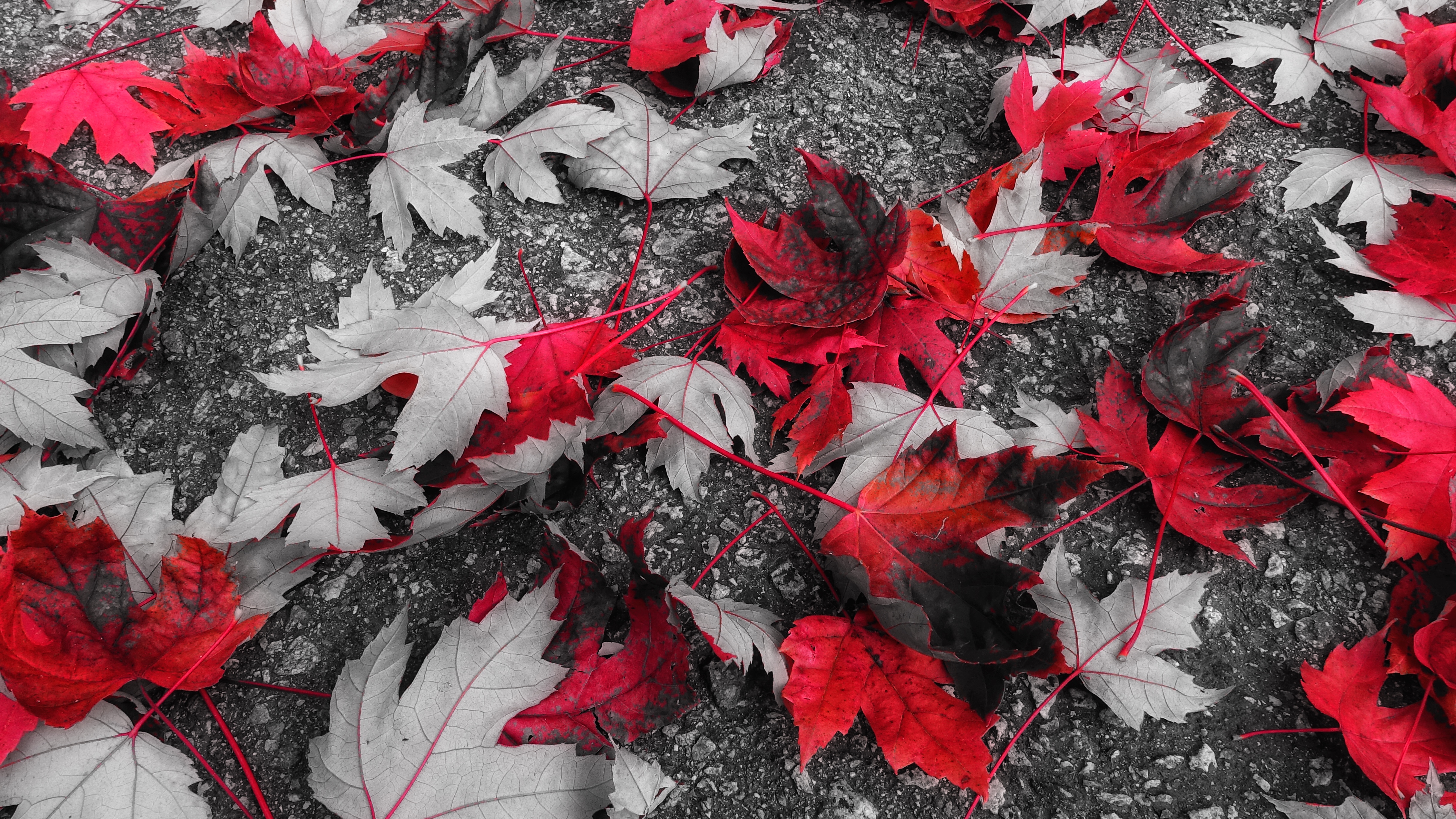 leaves, foliage, maple, fallen, nature, autumn
