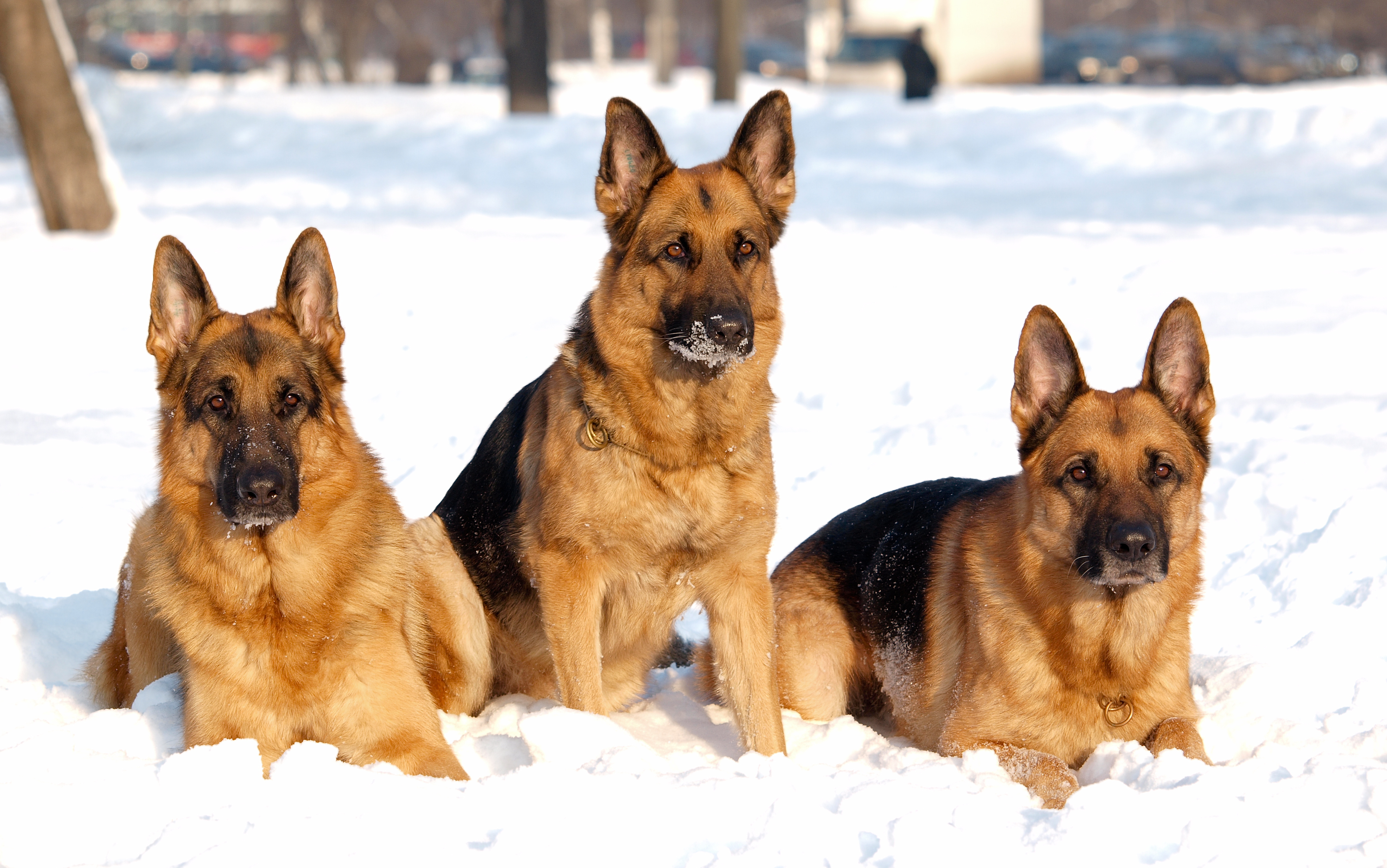282126 Bild herunterladen tiere, schäferhund, hund, schnee, winter, hunde - Hintergrundbilder und Bildschirmschoner kostenlos