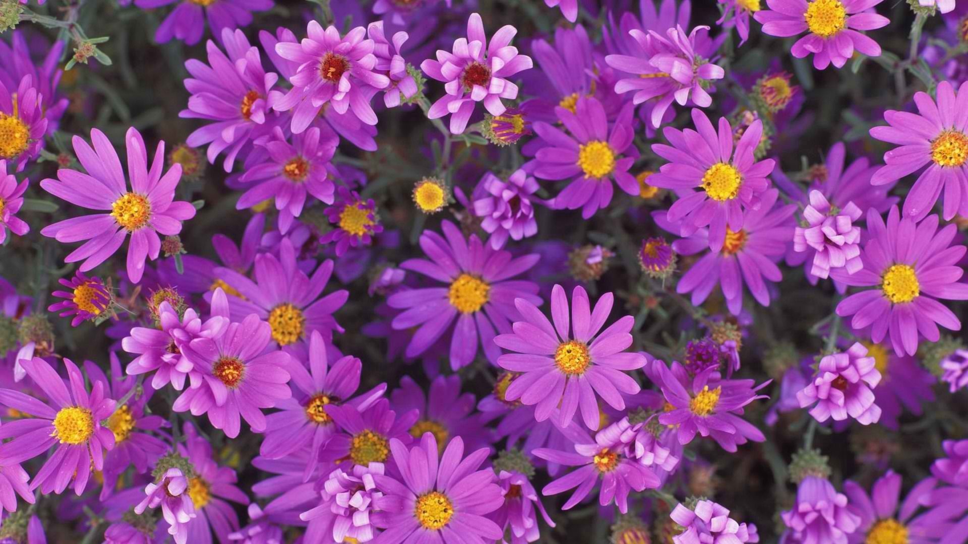 lilac, flowers, petals, close up, purple, pollen
