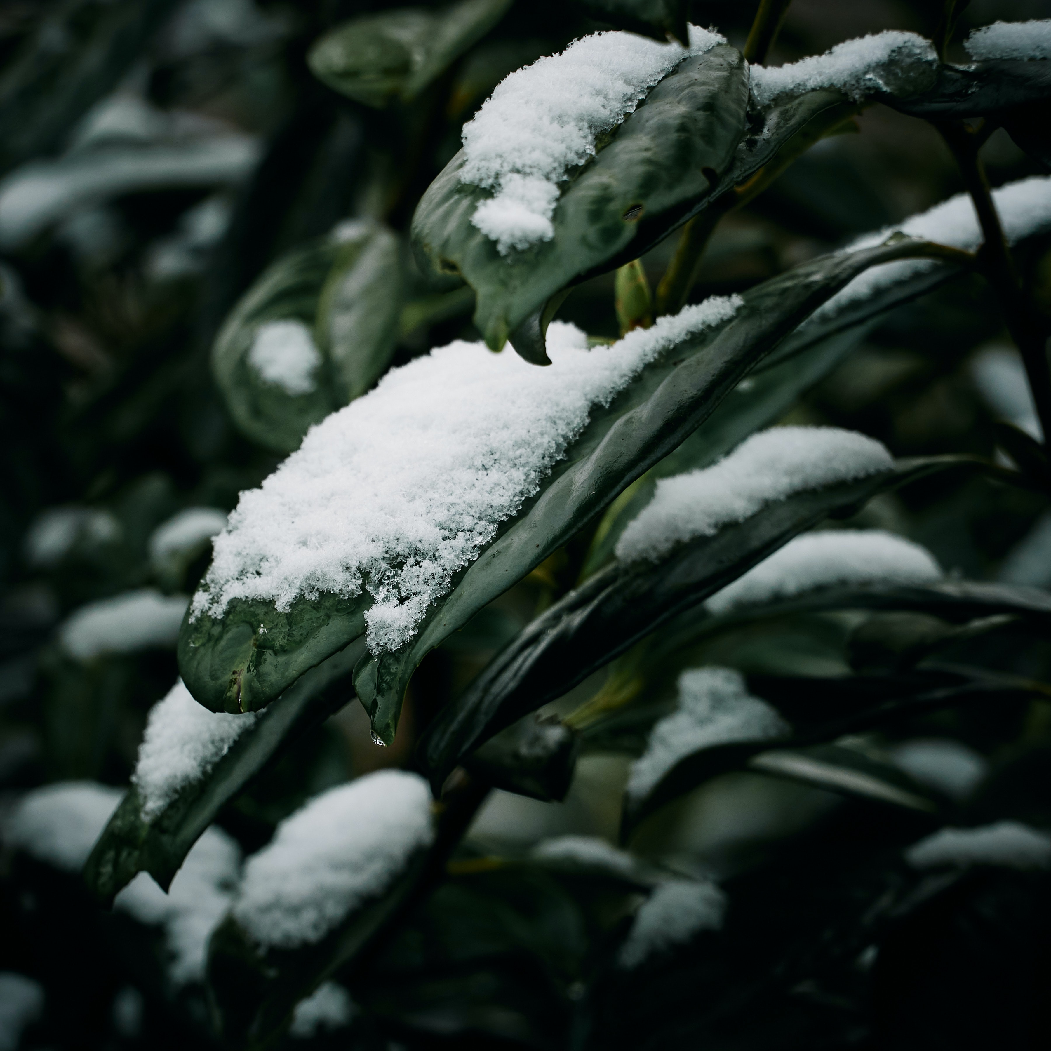PCデスクトップに冬, 葉, 雪, 工場, 大きい, マクロ, 植物画像を無料でダウンロード