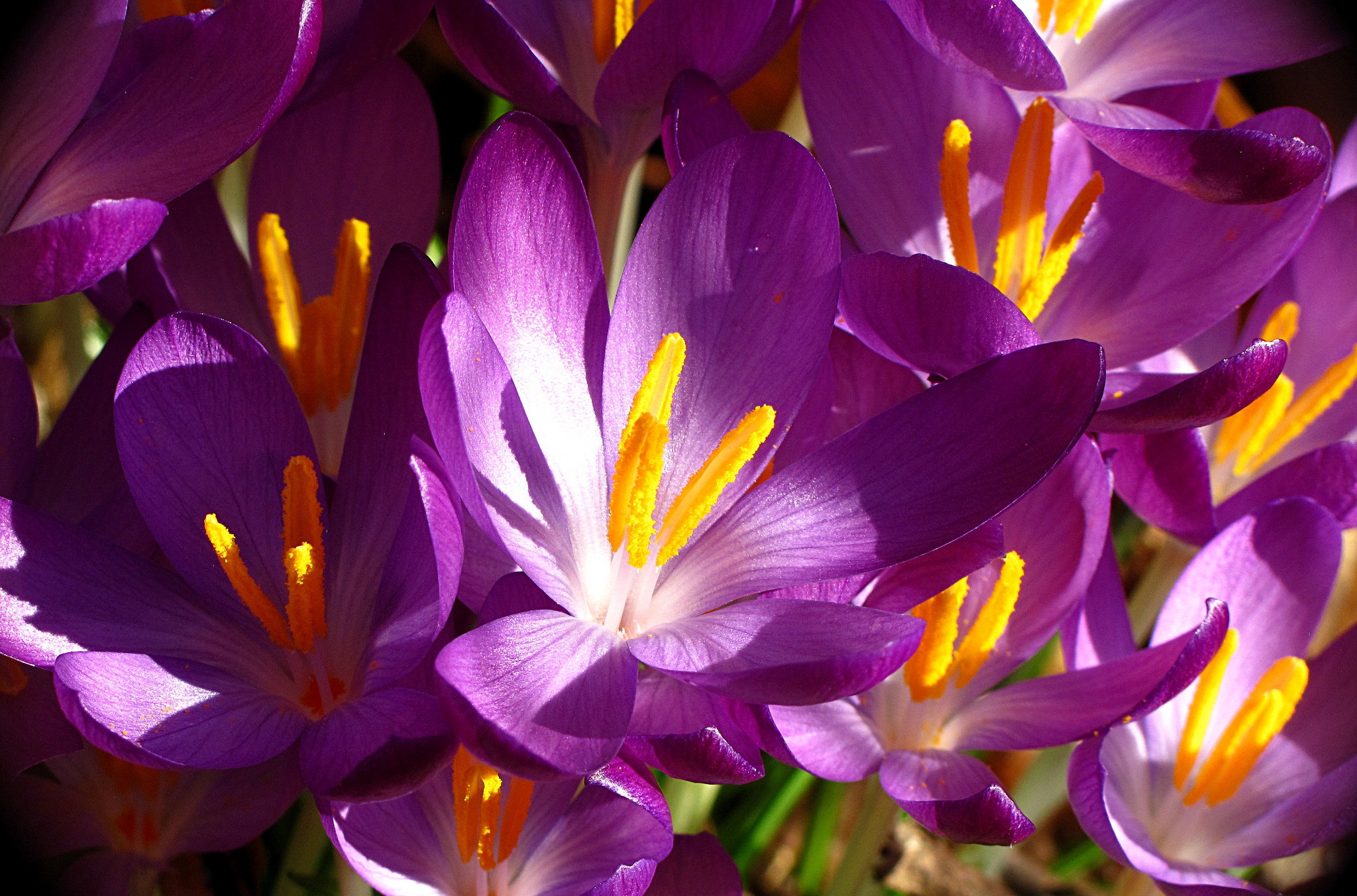 Download mobile wallpaper Nature, Flowers, Flower, Macro, Earth, Crocus, Purple Flower for free.