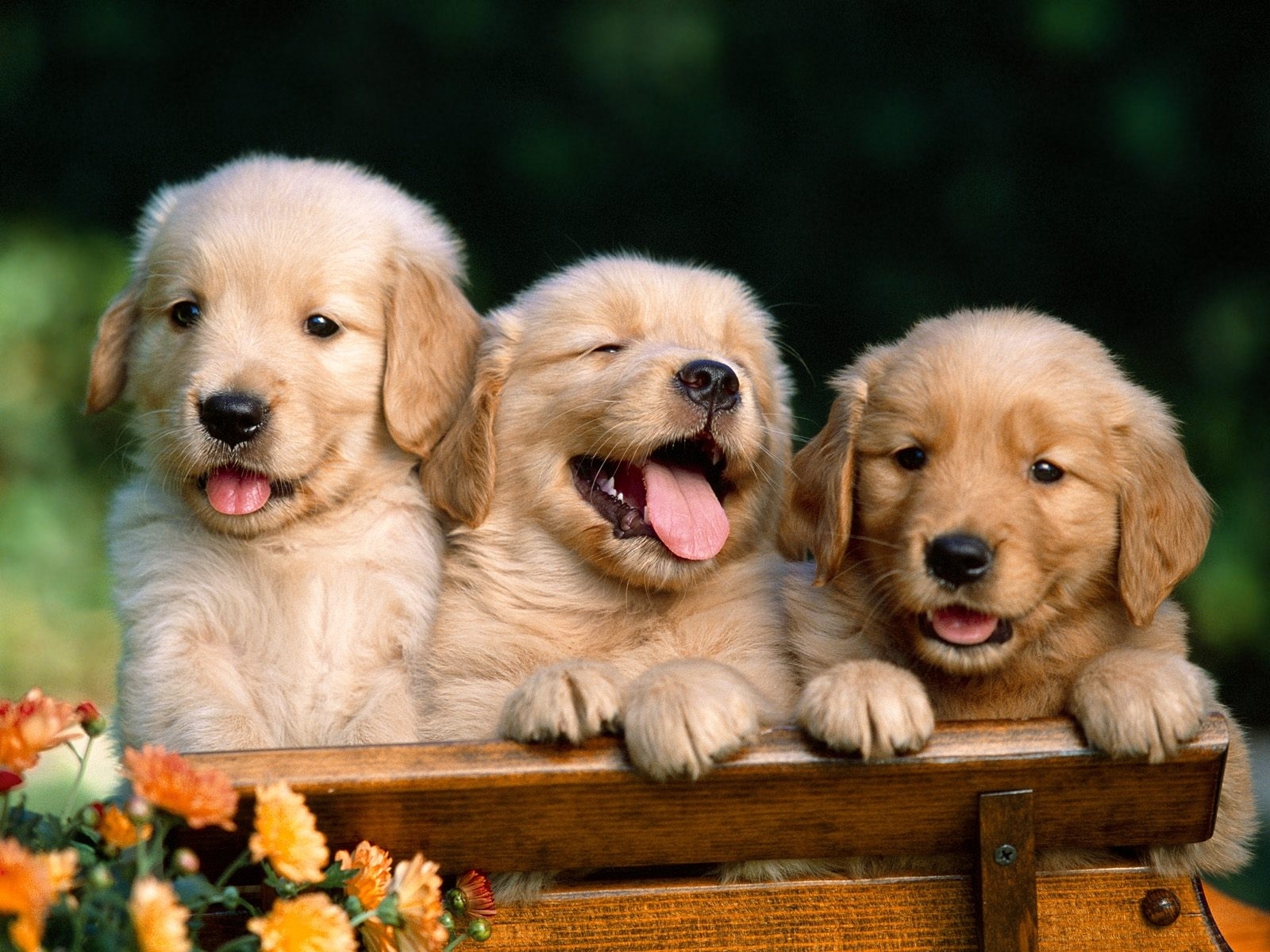 Free download wallpaper Dogs, Animals on your PC desktop