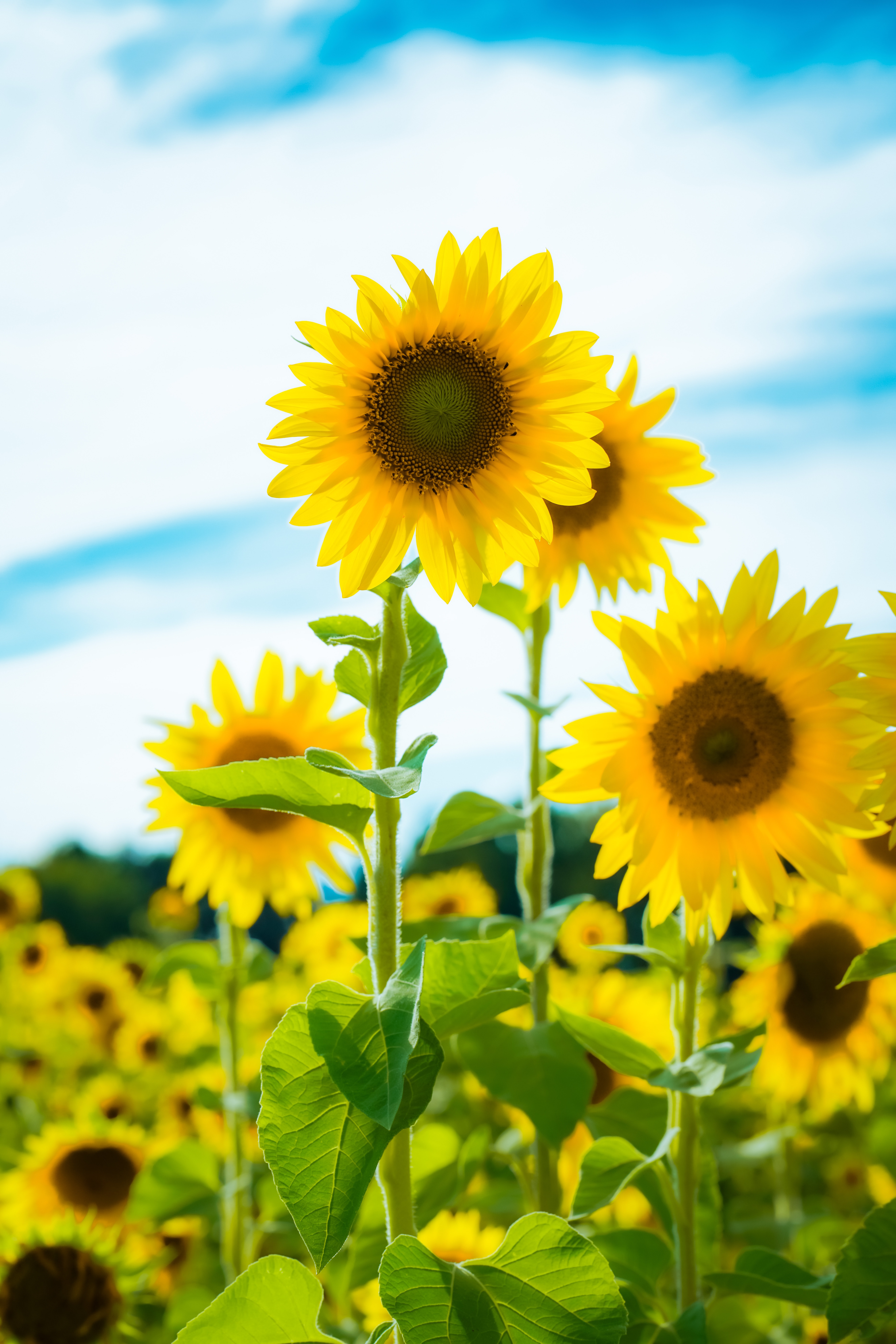 sunflower, yellow, flowers, petals, field
