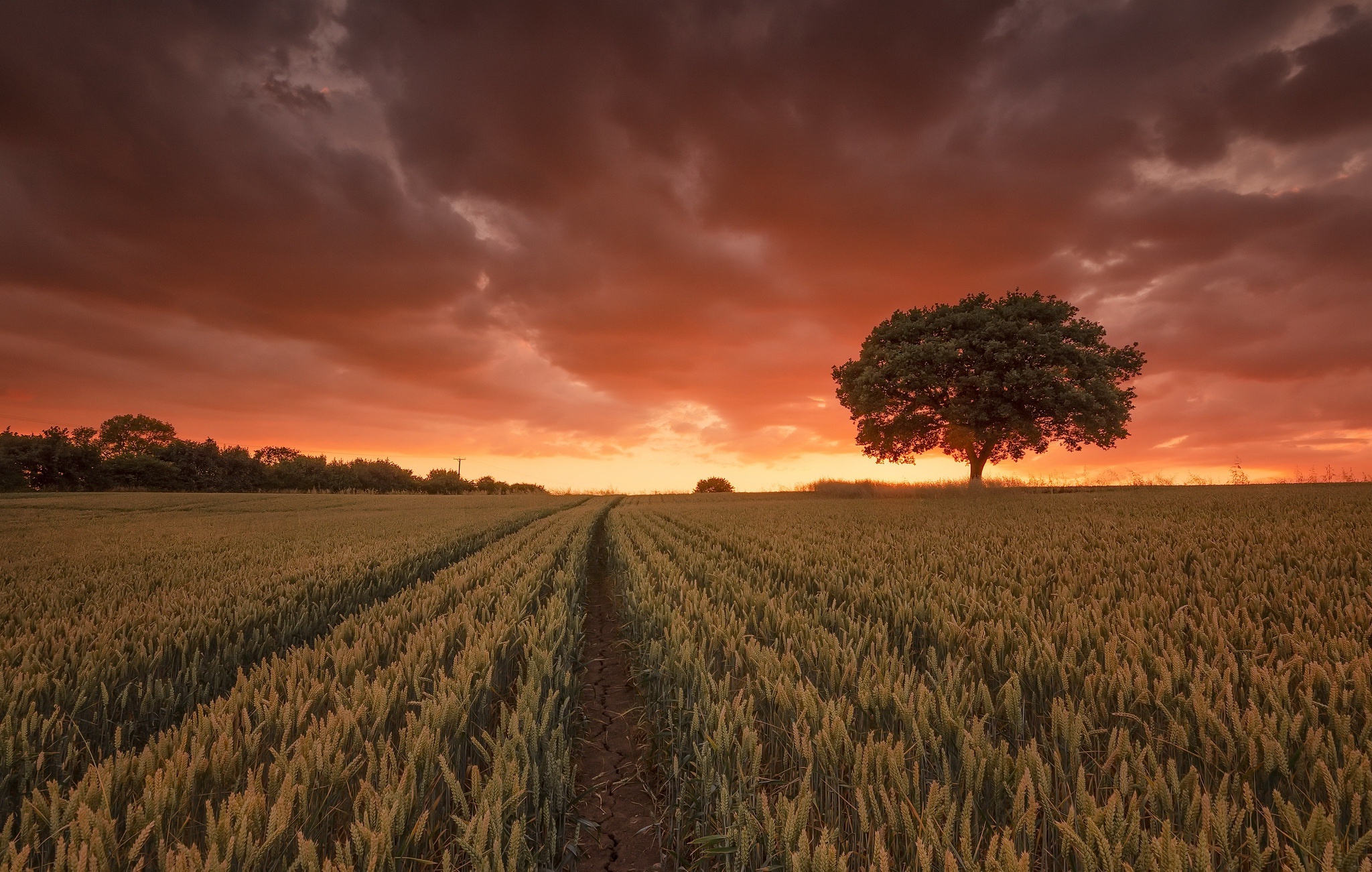 Free download wallpaper Nature, Sunset, Wheat, Tree, Earth, Field on your PC desktop