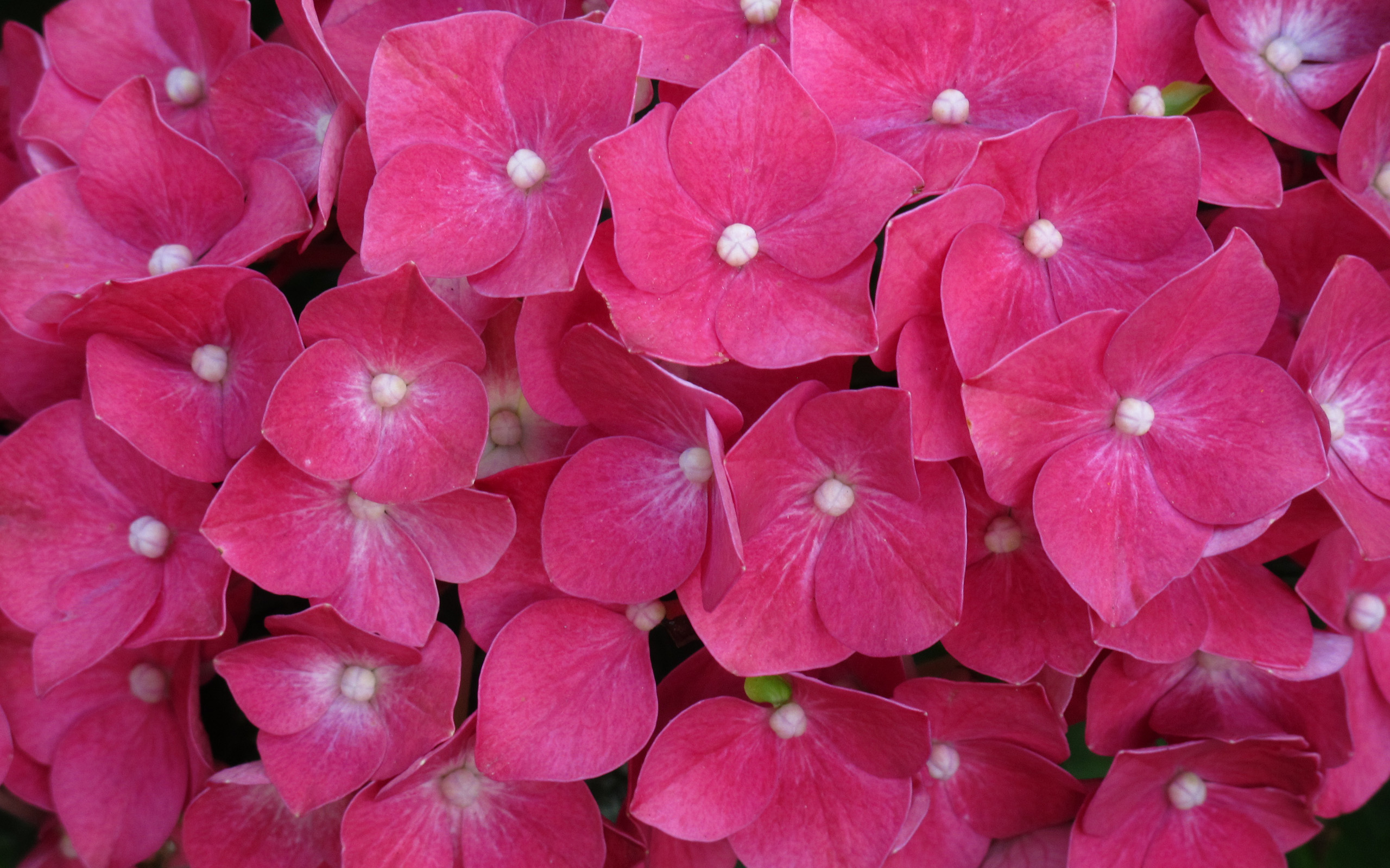Завантажити шпалери безкоштовно Квітка, Земля, Гортензія, Рожева Квітка, Флауерзи картинка на робочий стіл ПК