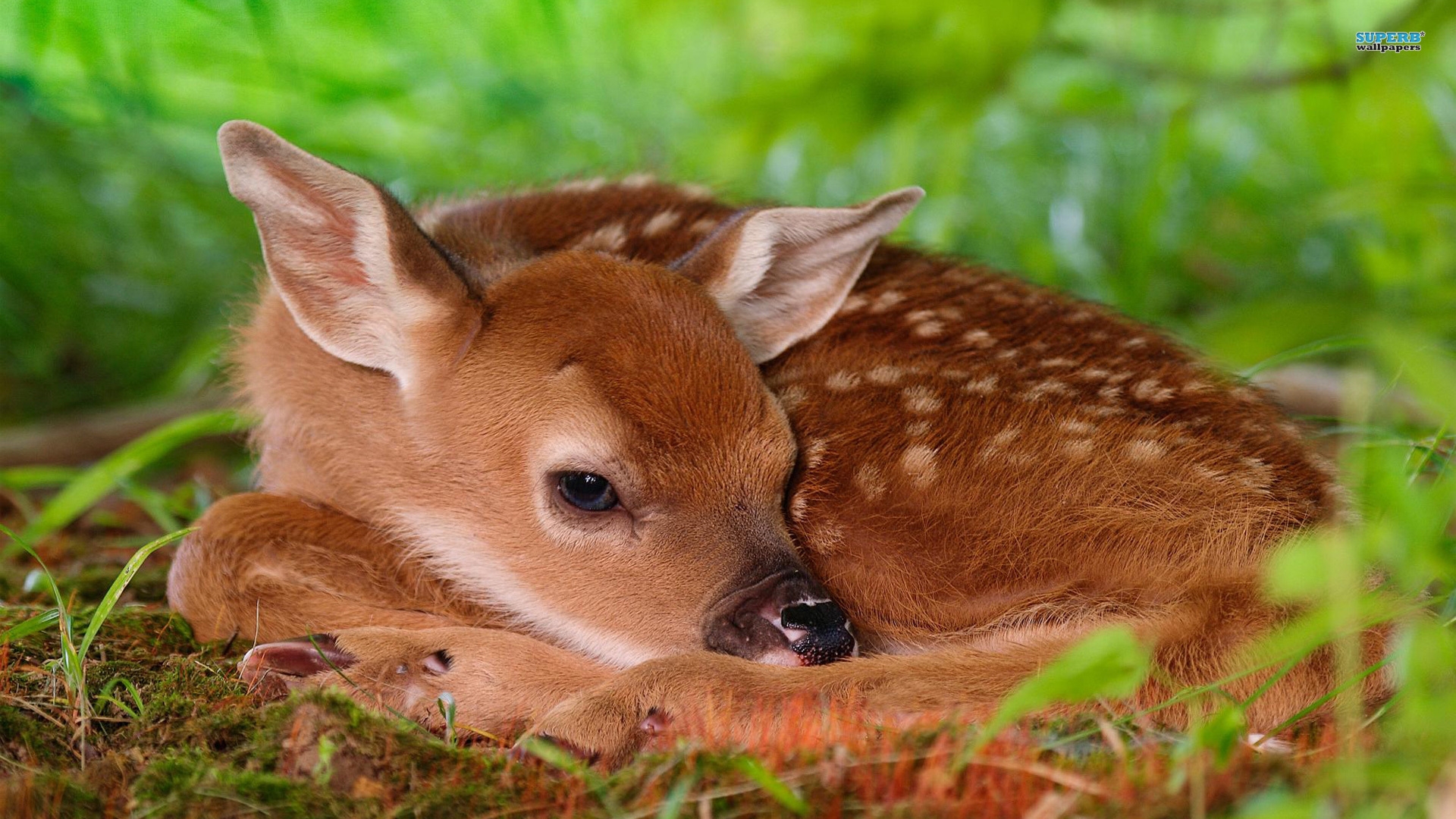 Laden Sie das Wild, Tiere-Bild kostenlos auf Ihren PC-Desktop herunter
