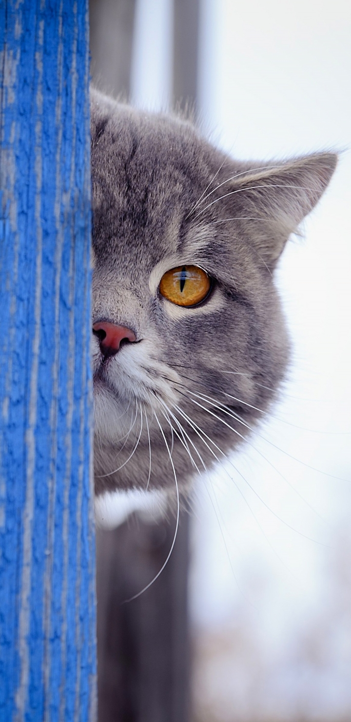 Baixar papel de parede para celular de Animais, Gatos, Gato gratuito.