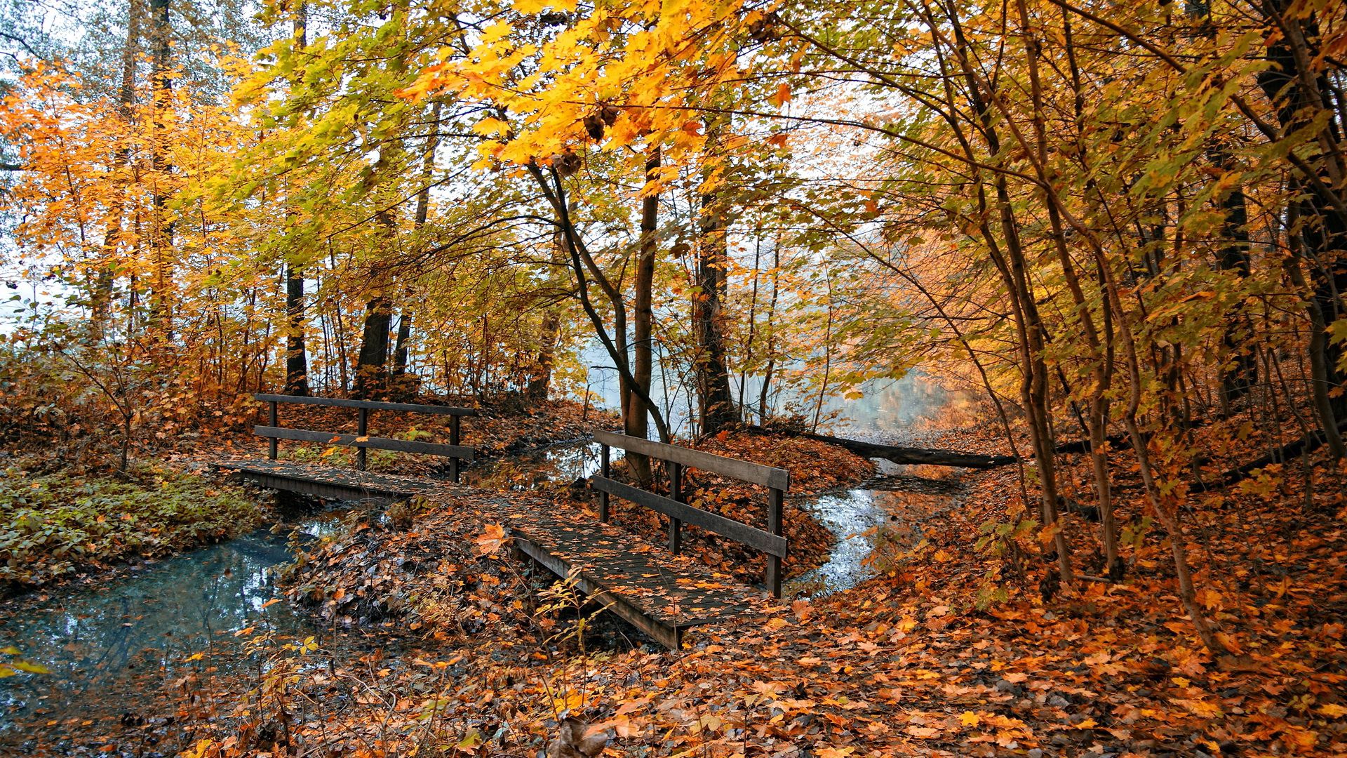 Скачать обои бесплатно Мостики, Лес, Деревья, Природа, Вода, Листья, Осень картинка на рабочий стол ПК