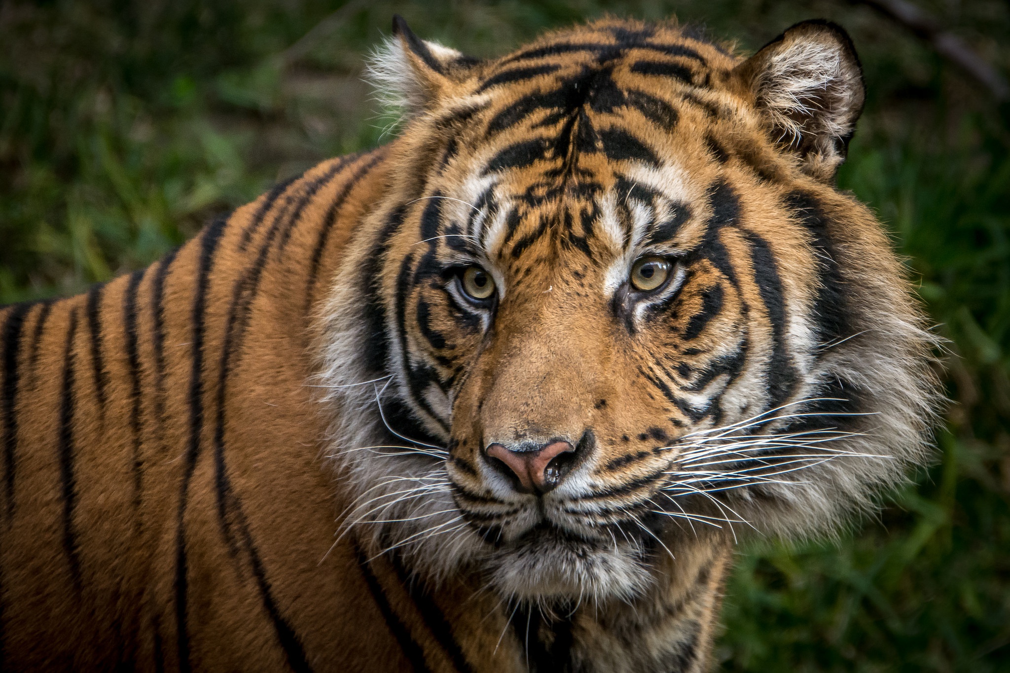 Baixe gratuitamente a imagem Animais, Gatos, Tigre na área de trabalho do seu PC