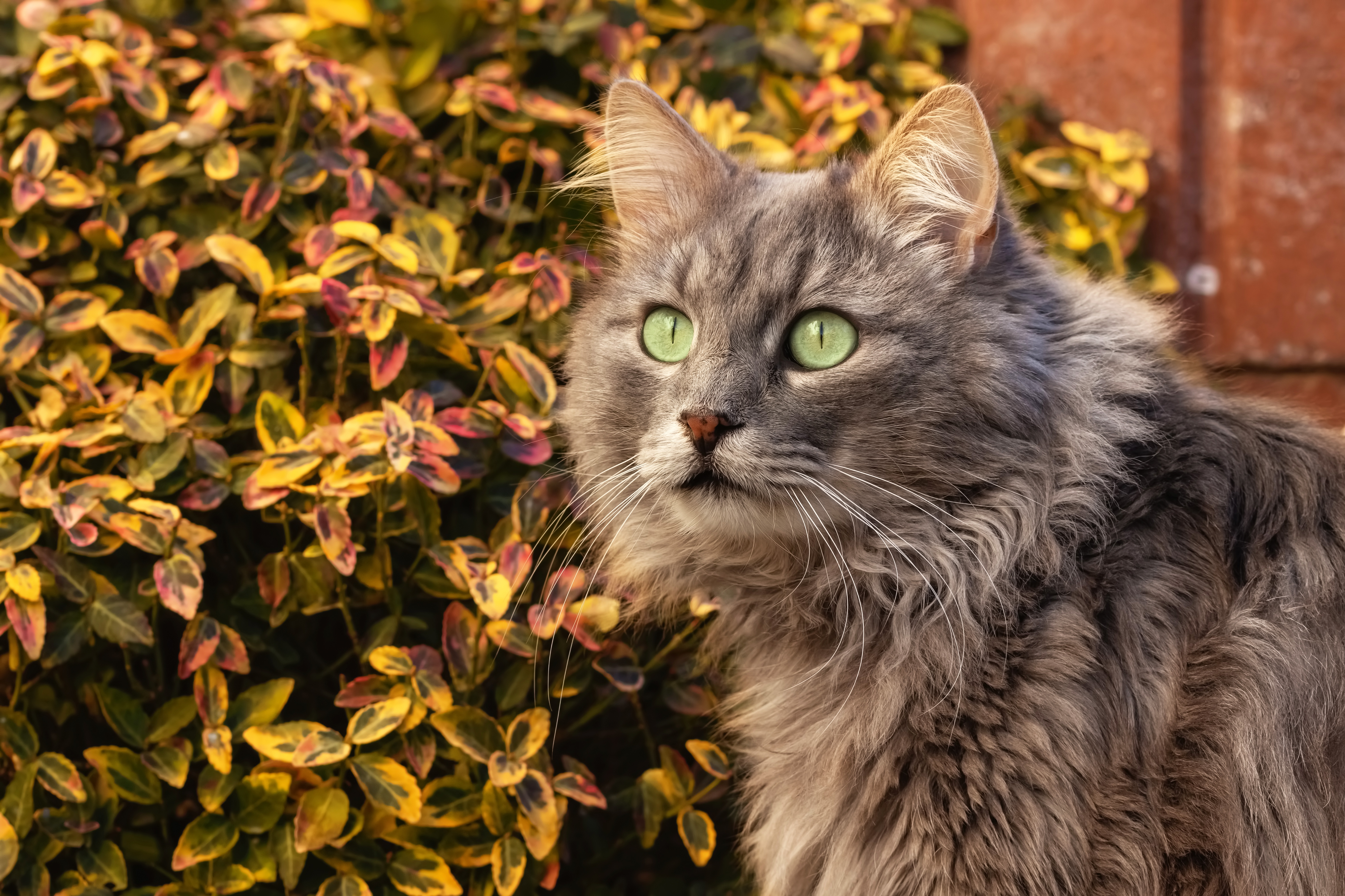 Handy-Wallpaper Tiere, Katzen, Katze kostenlos herunterladen.