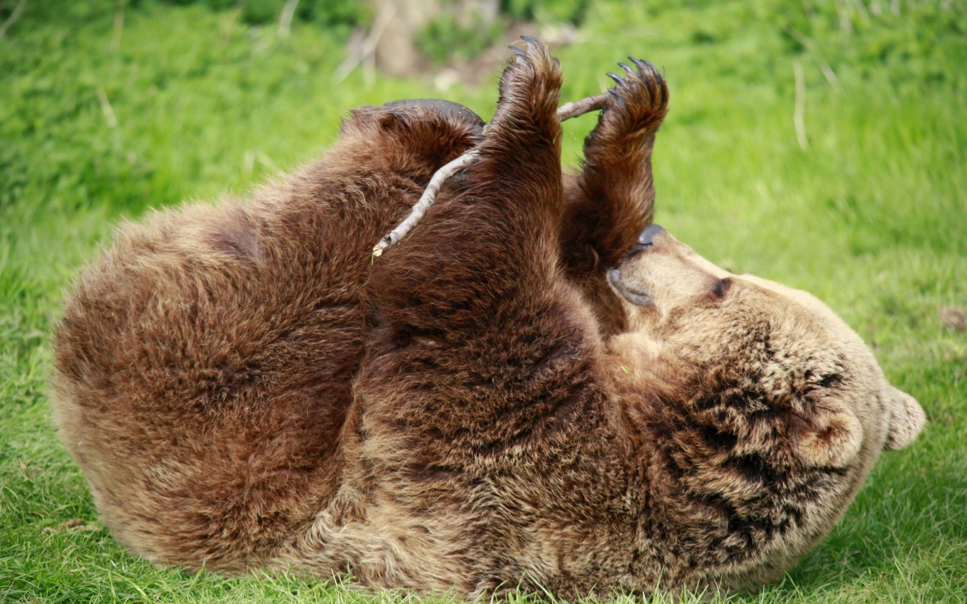 Descarga gratuita de fondo de pantalla para móvil de Animales, Oso.