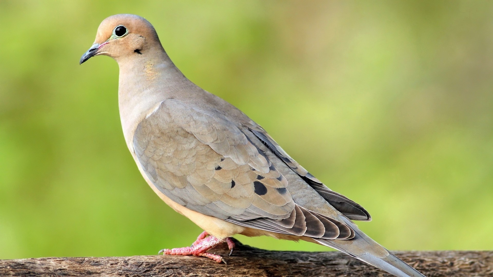 PCデスクトップに鳥, 動物画像を無料でダウンロード