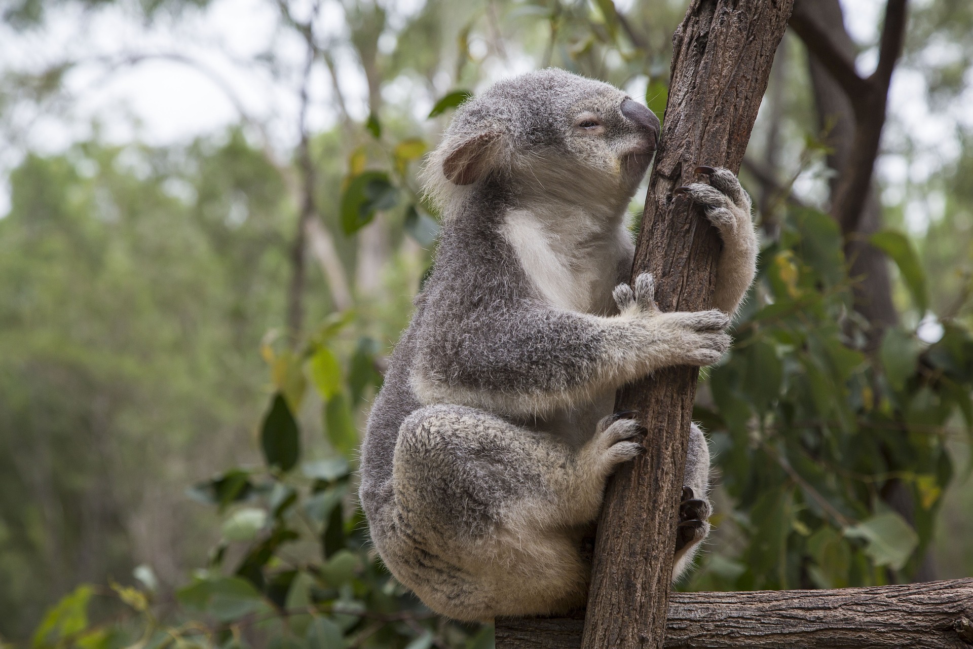 807156 baixar papel de parede animais, coala, mamífero, marsupial - protetores de tela e imagens gratuitamente