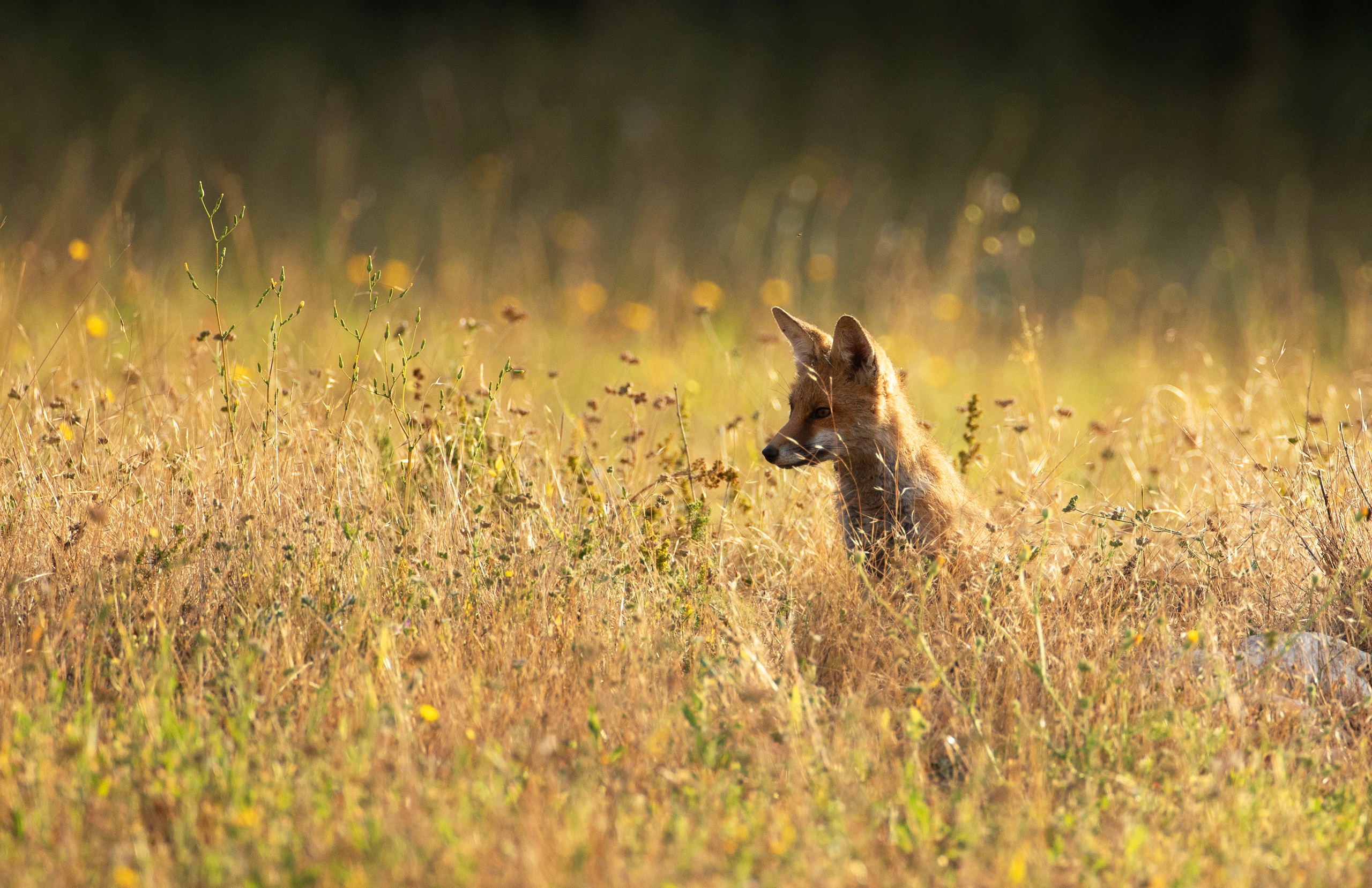 Laden Sie das Tiere, Fuchs-Bild kostenlos auf Ihren PC-Desktop herunter