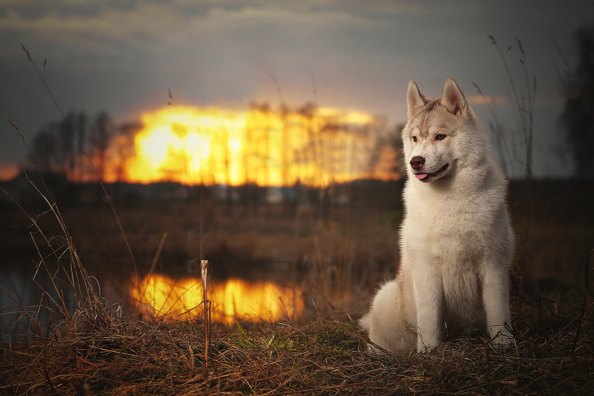 Free download wallpaper Dogs, Sunset, Dog, Animal, Husky on your PC desktop