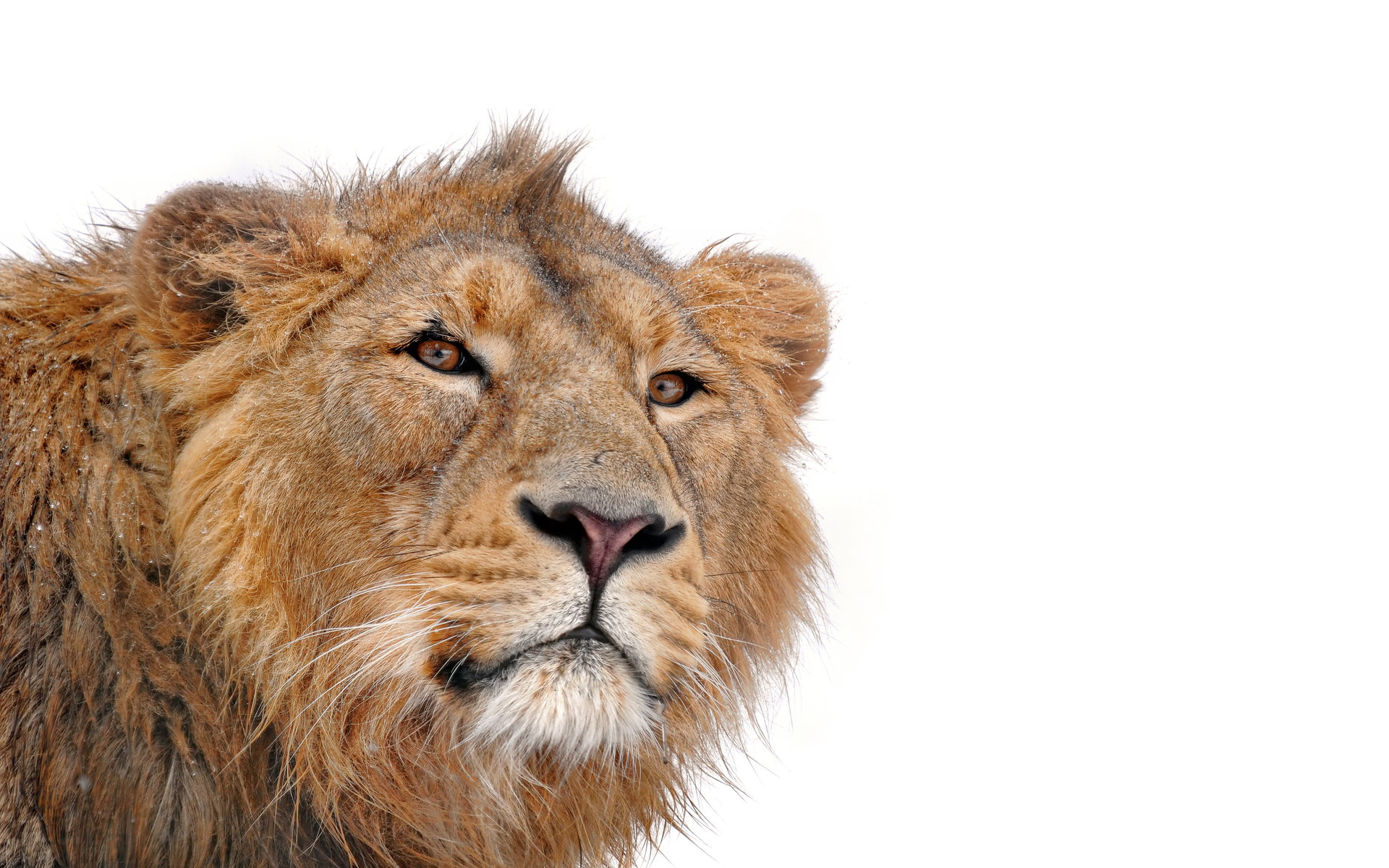 Free download wallpaper Lion, Cats, Animal on your PC desktop