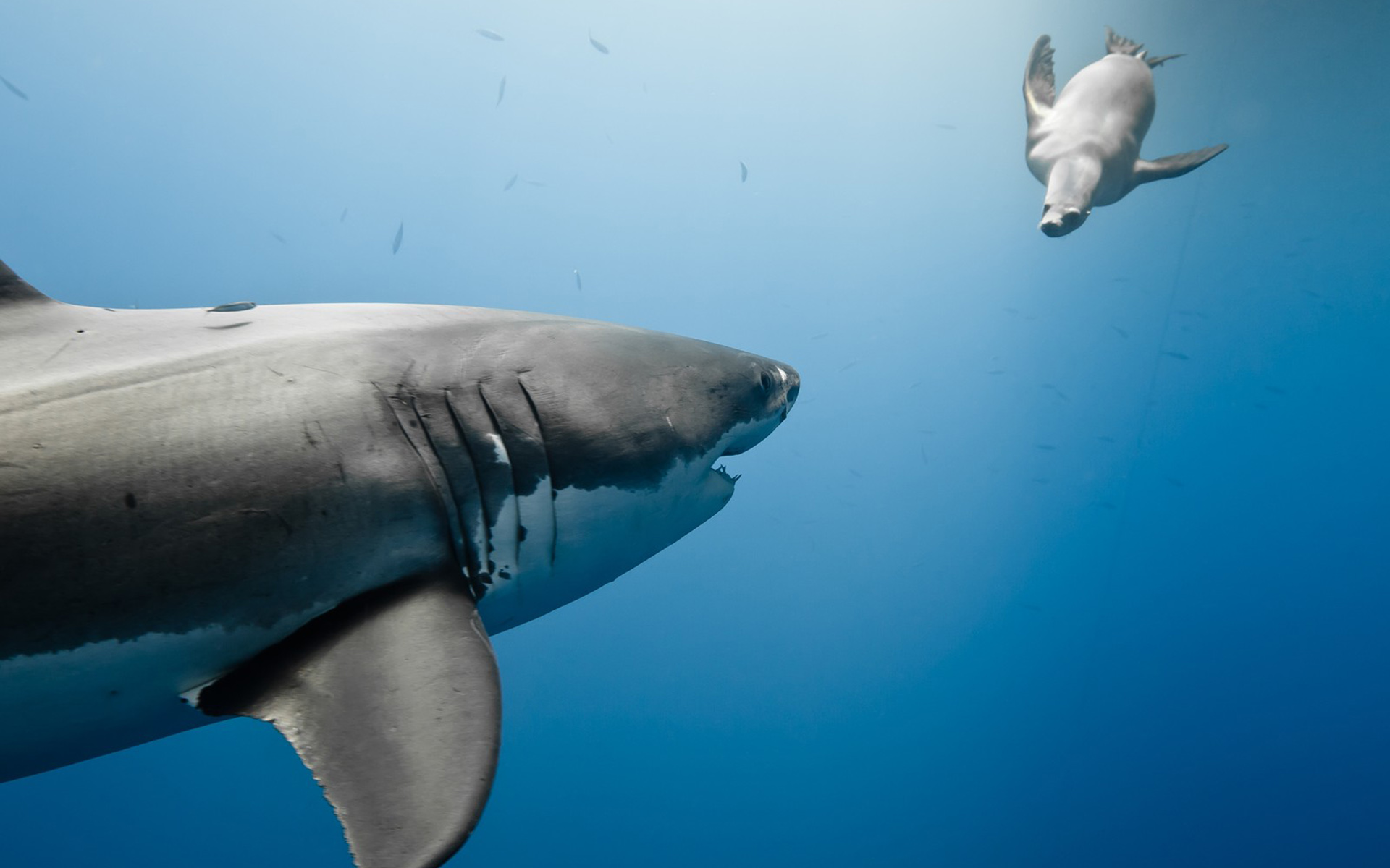 Laden Sie das Haie, Hai, Tiere-Bild kostenlos auf Ihren PC-Desktop herunter
