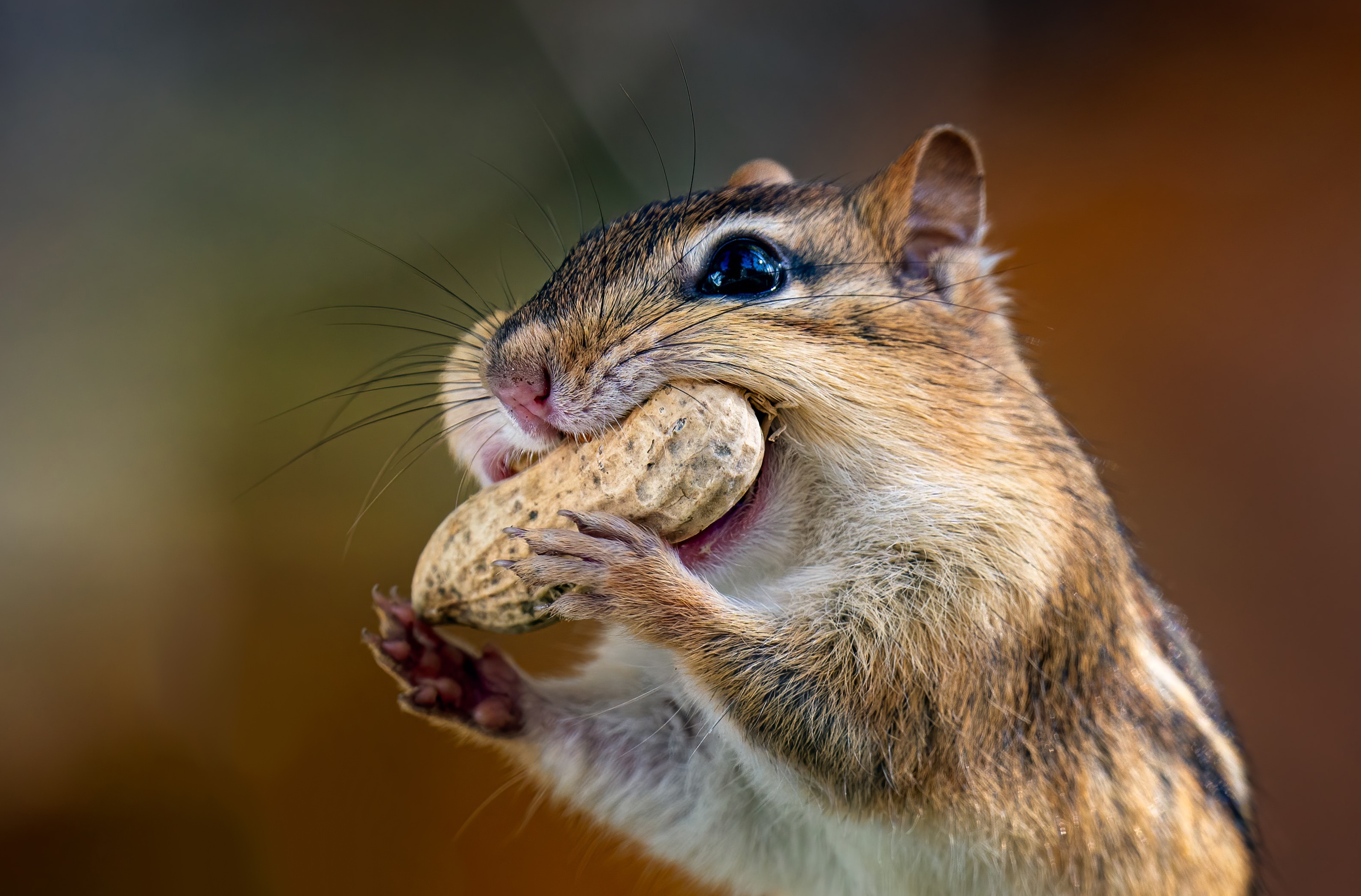 animal, chipmunk, nut, peanut, rodent